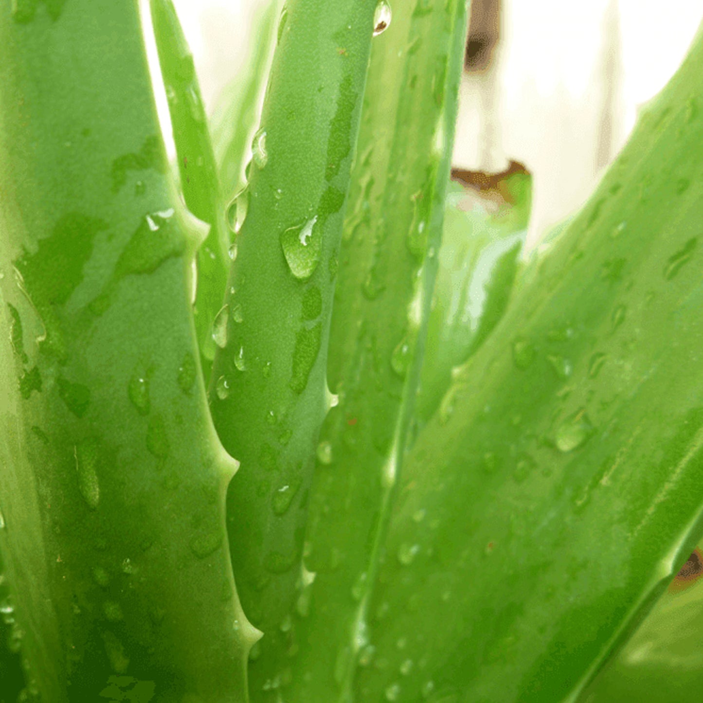 Aloe vera (12cm, V4)