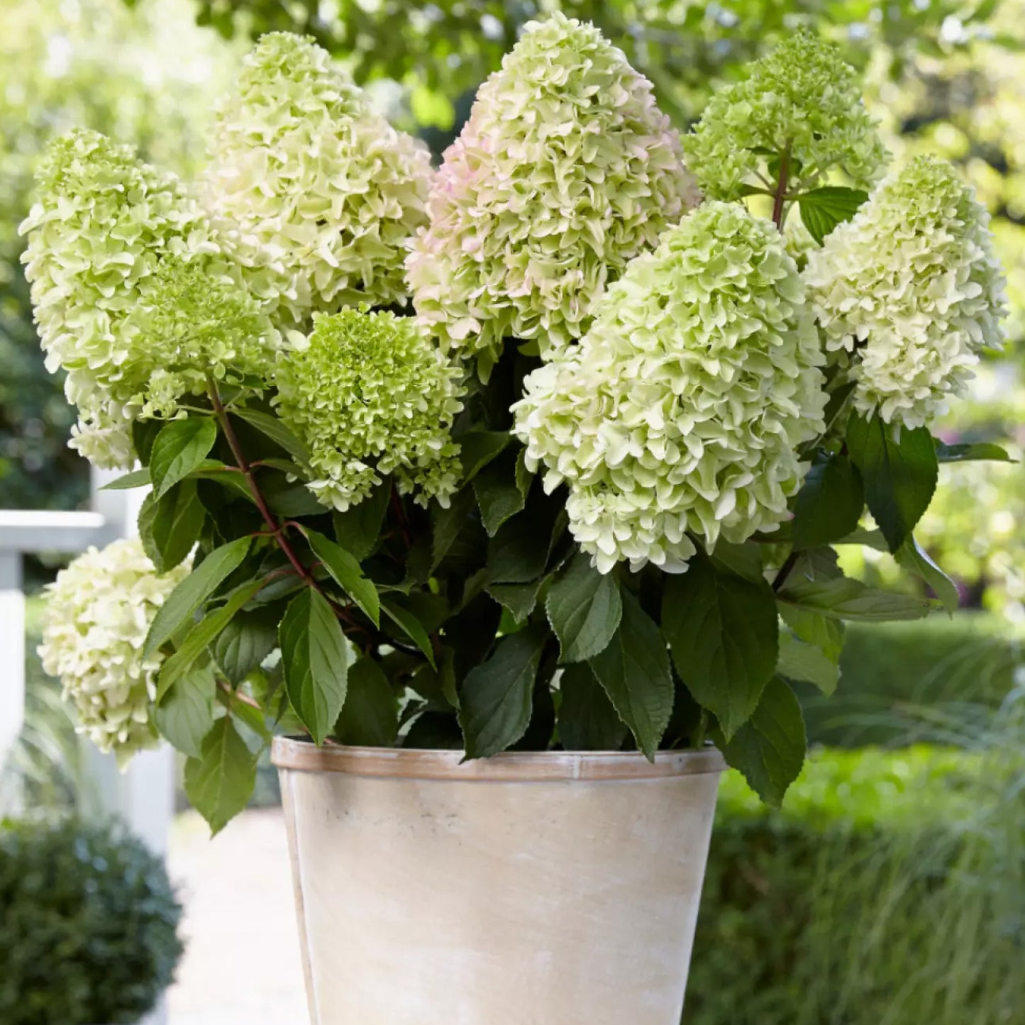 Hydrangea Little Fresco