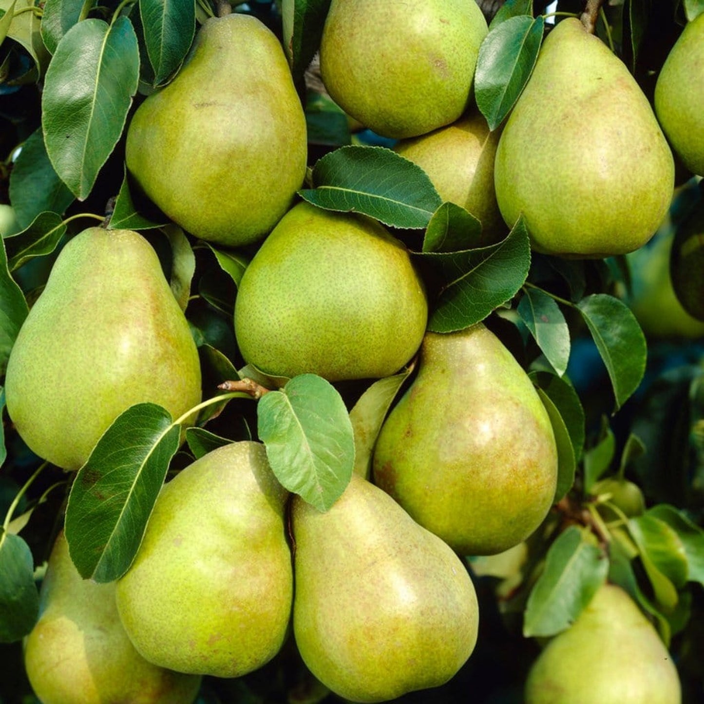 Pear Doyenne du Comice Tree (7.5L, 4-5ft)