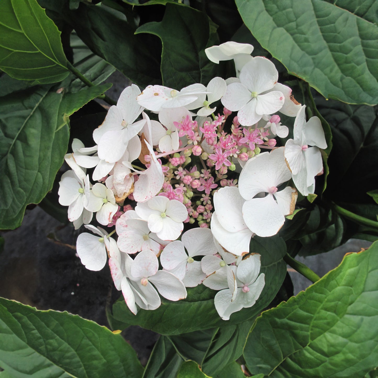 Hydrangea macrophylla Teller White (9cm)
