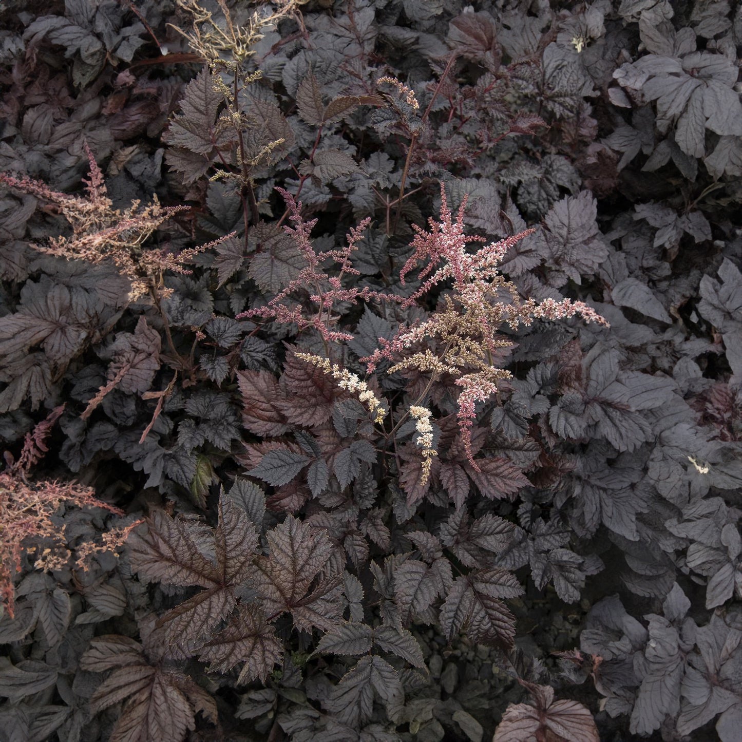 Astilbe Chocolate Shogun