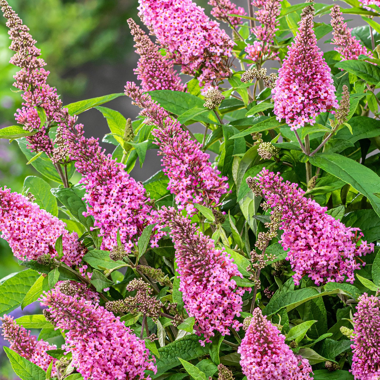 Buddleia Candy Little Pink