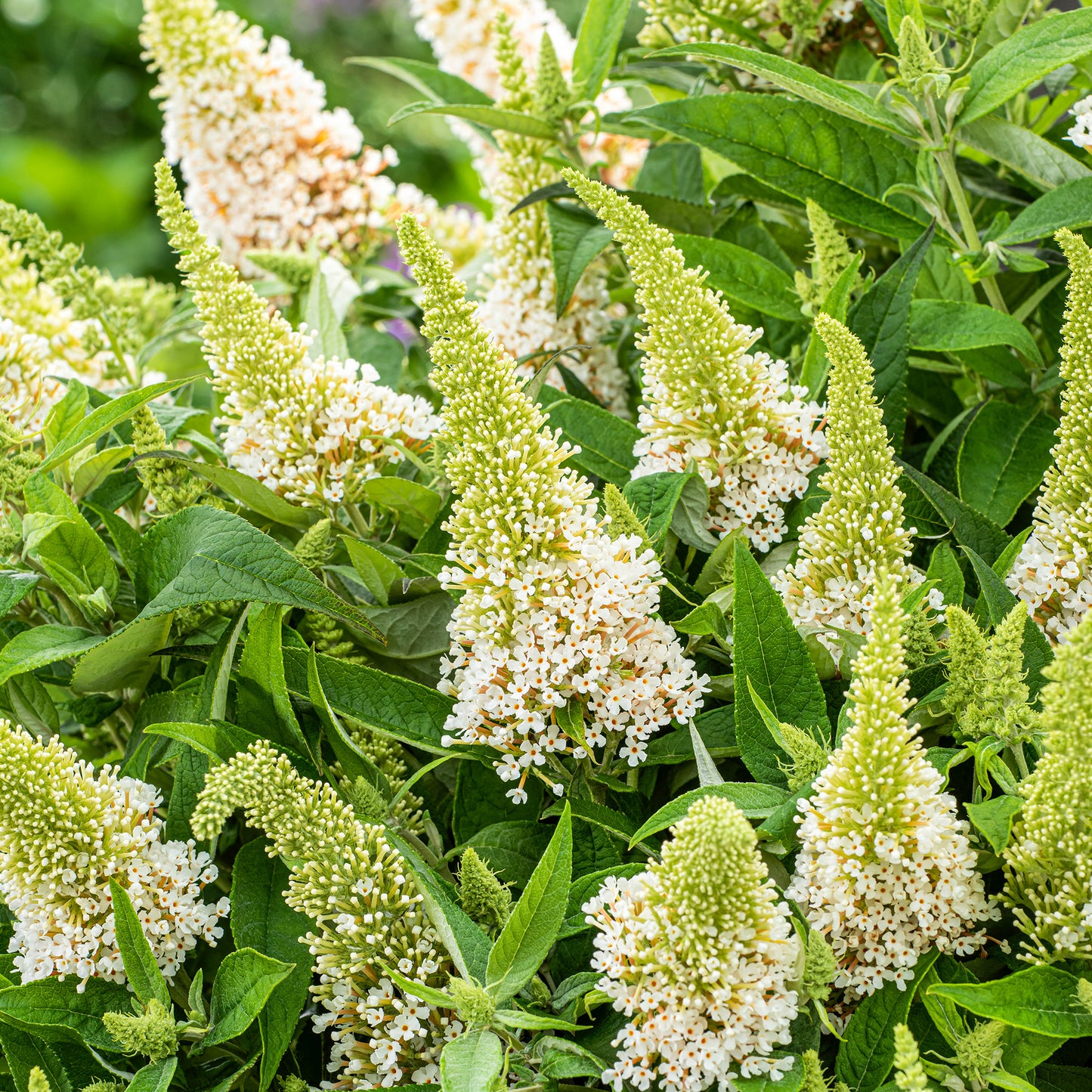 Buddleia Butterfly Candy Little White