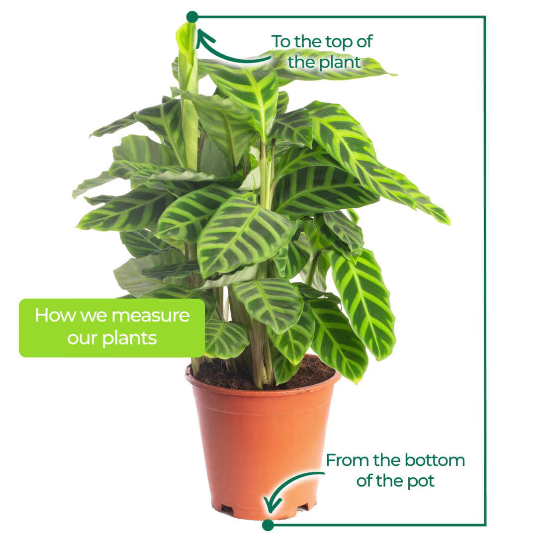 Calathea Zebrina (Master)