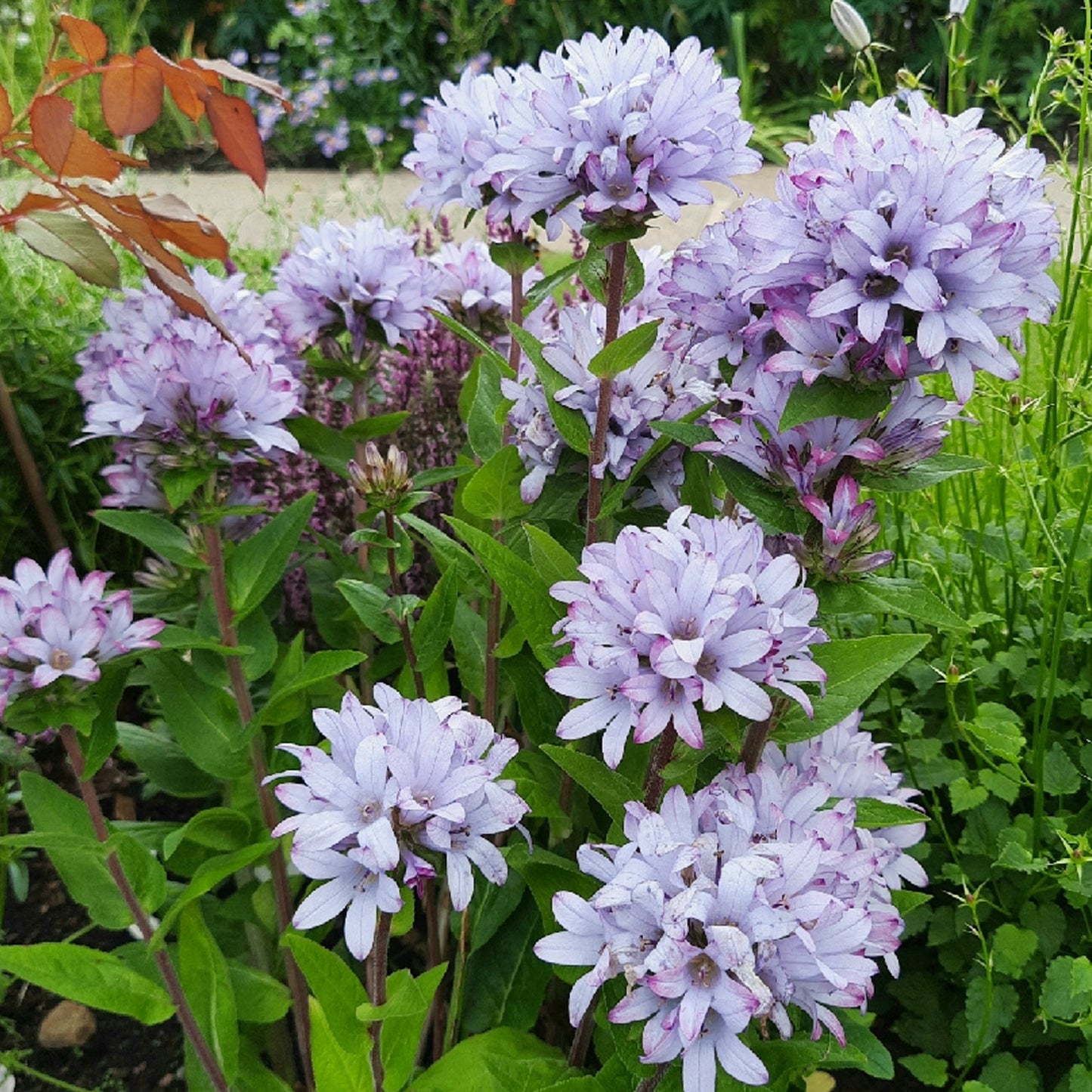 Campanula Caroline