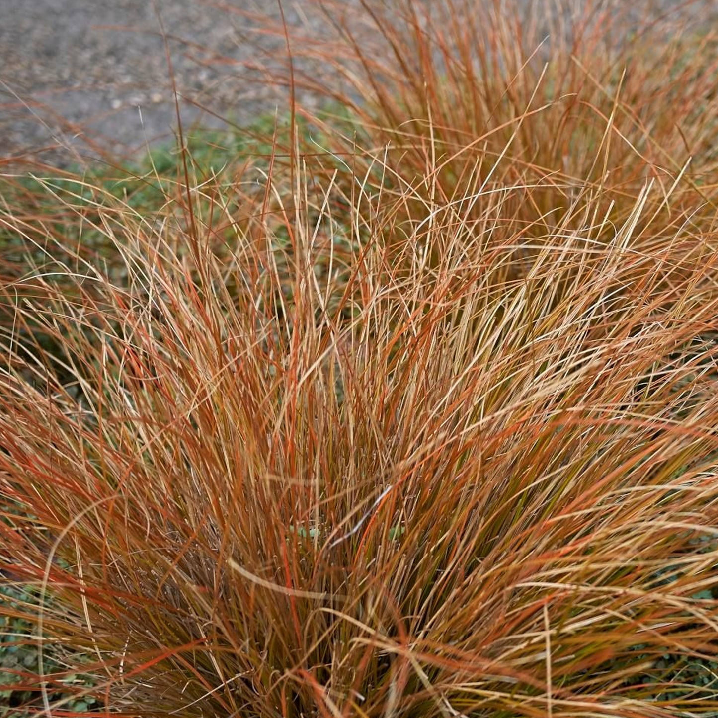 Carex testacea