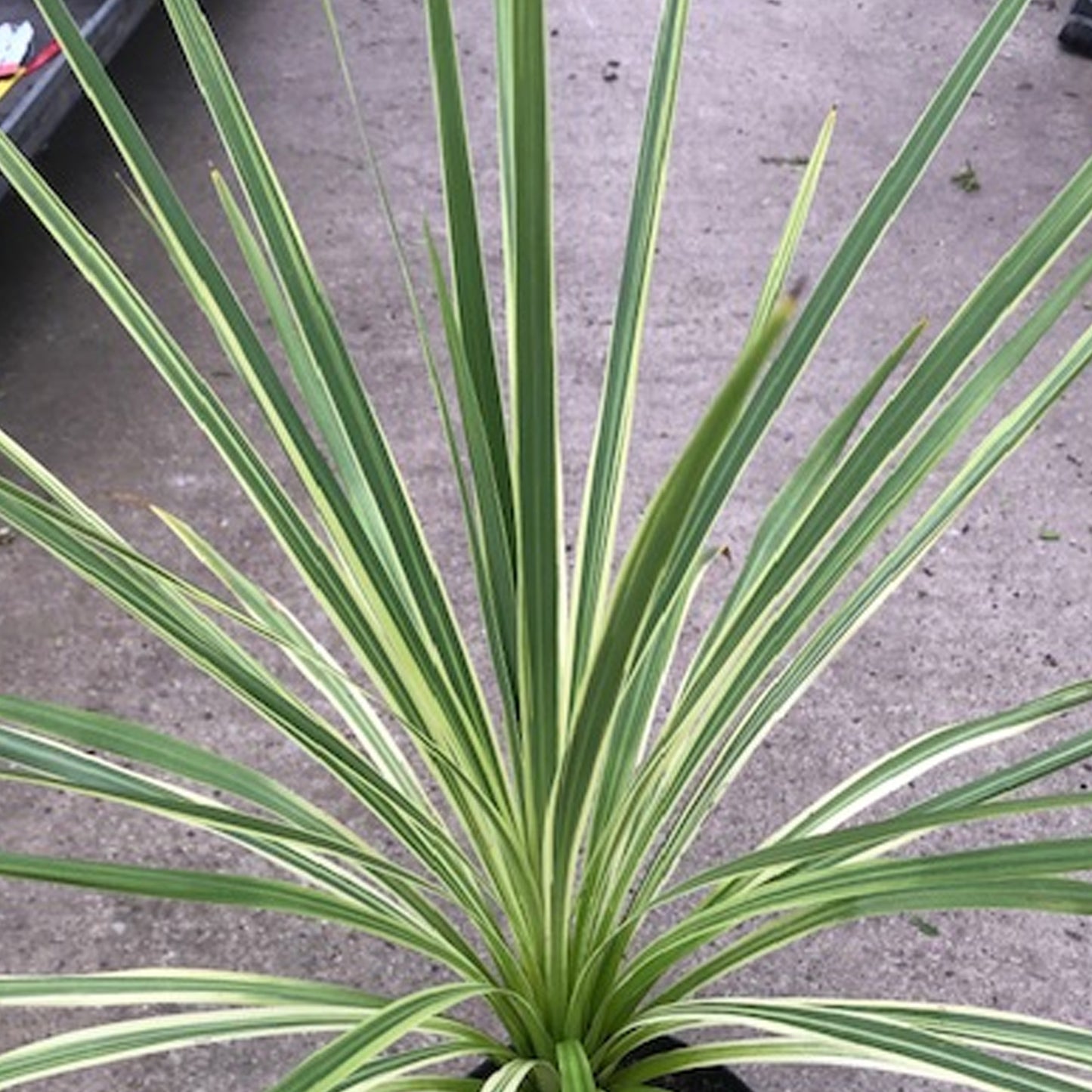 Cordyline Lime Passion