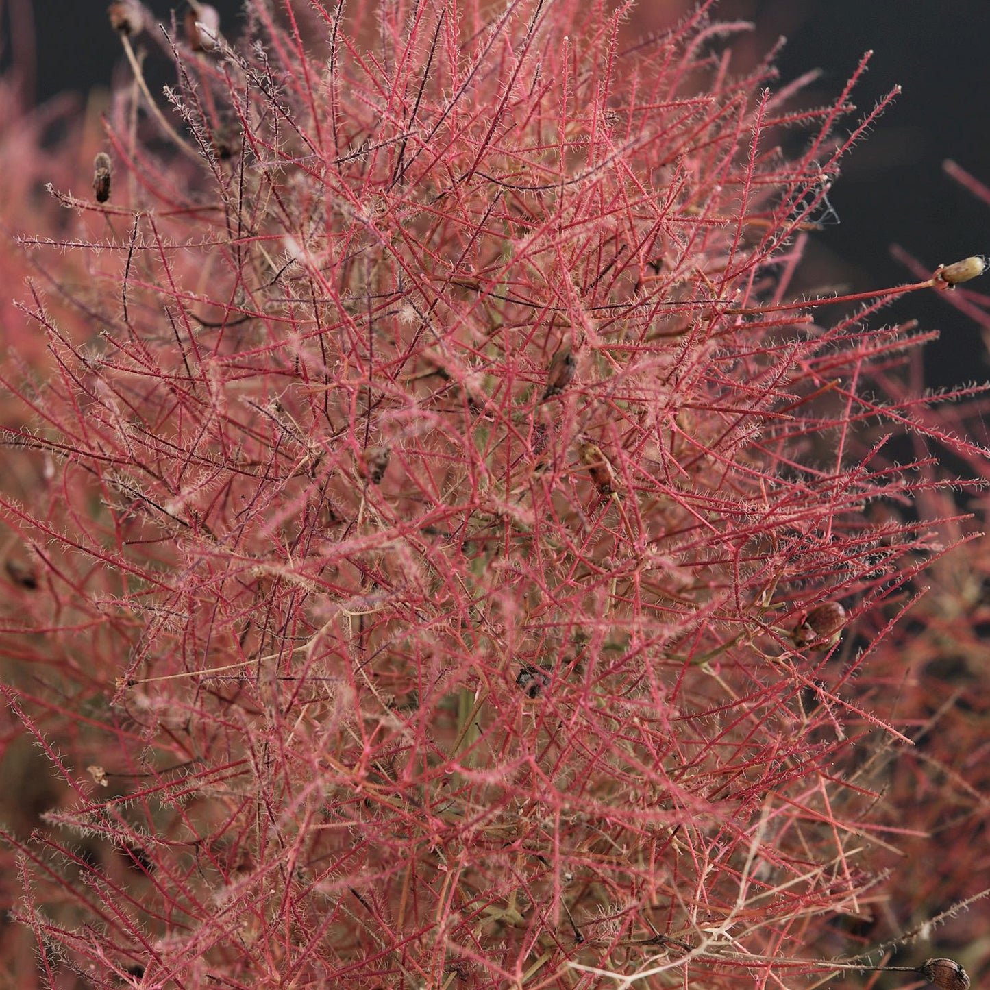 Cotinus Magical Red Fountain