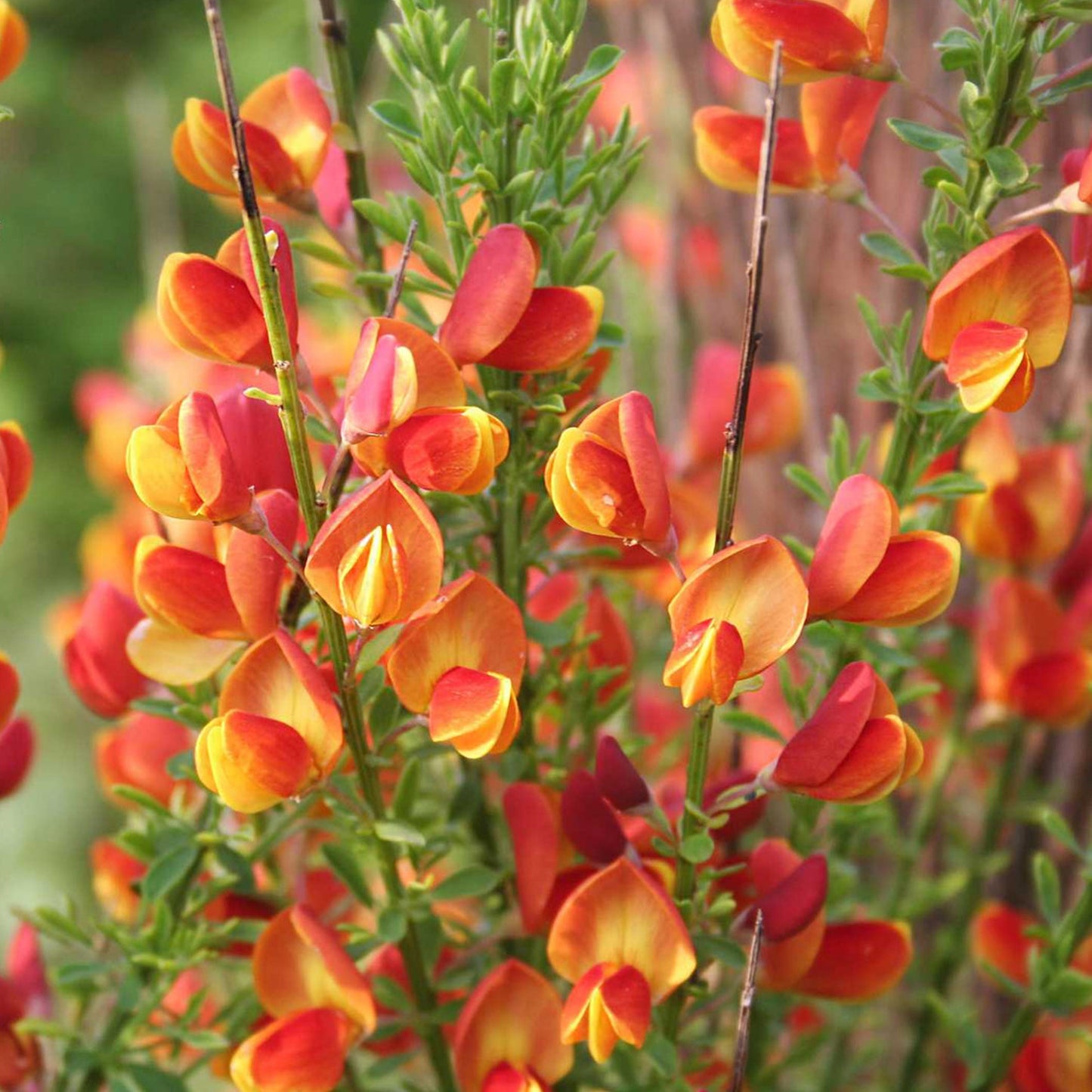 Cytisus Fulgens