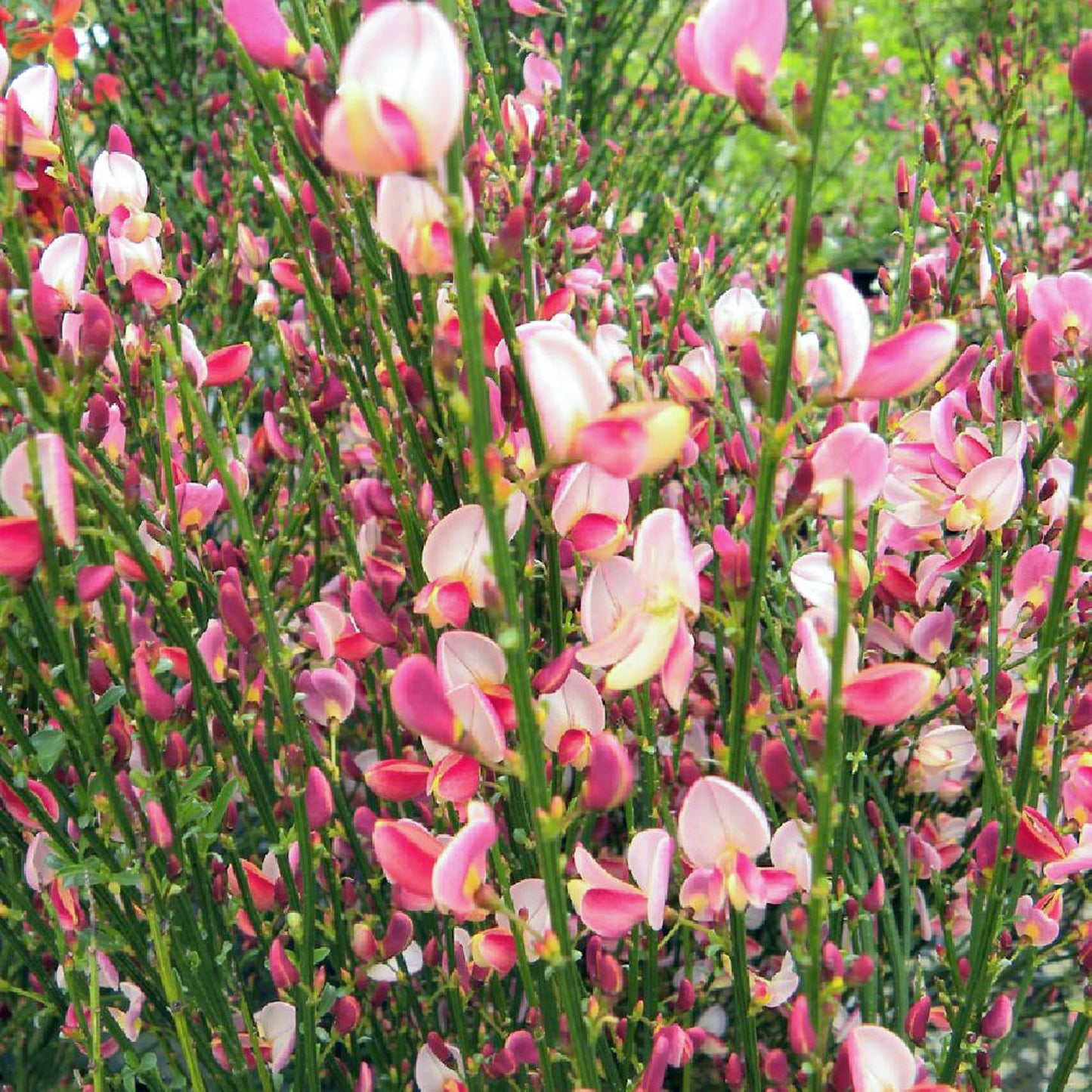 Cytisus Hollandia