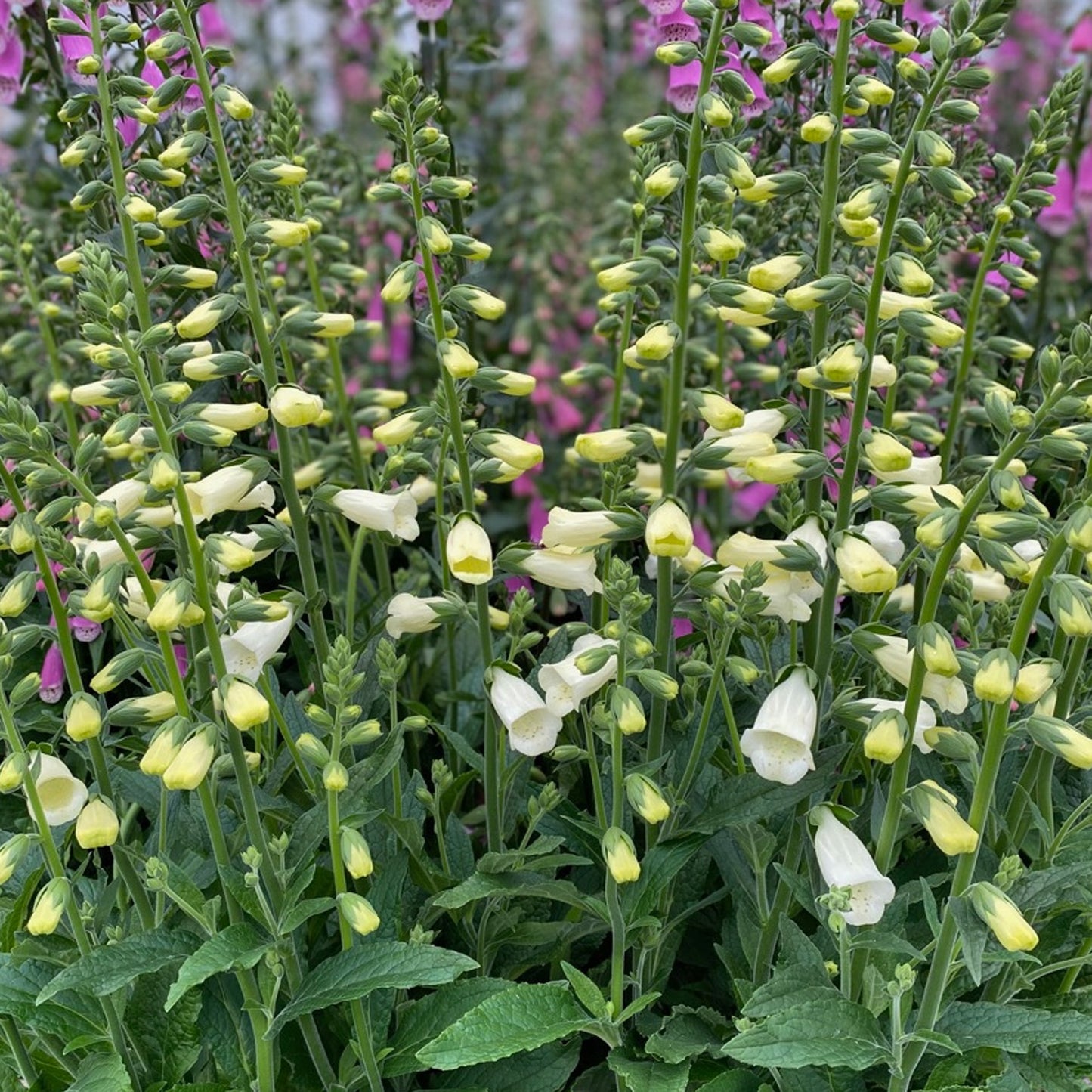 Digitalis Lucas White