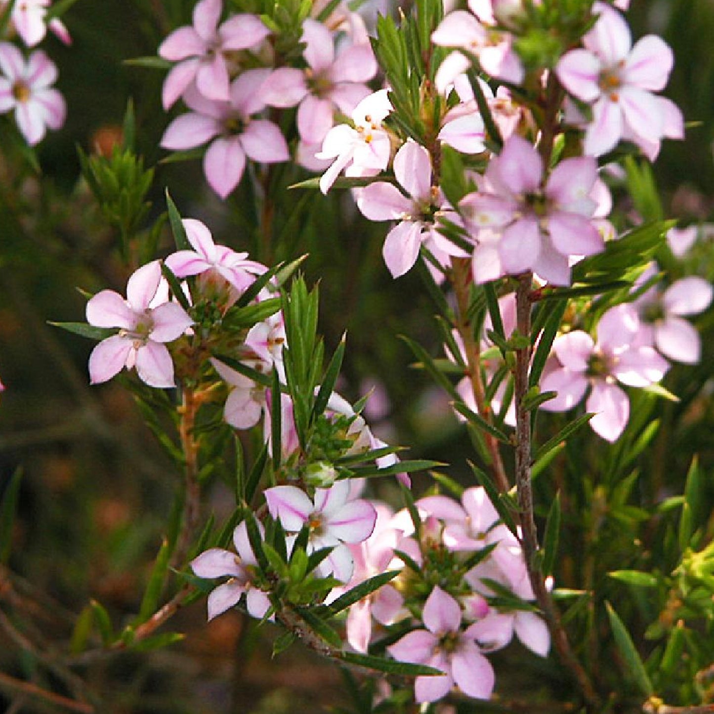 Diosma Pink Fountain