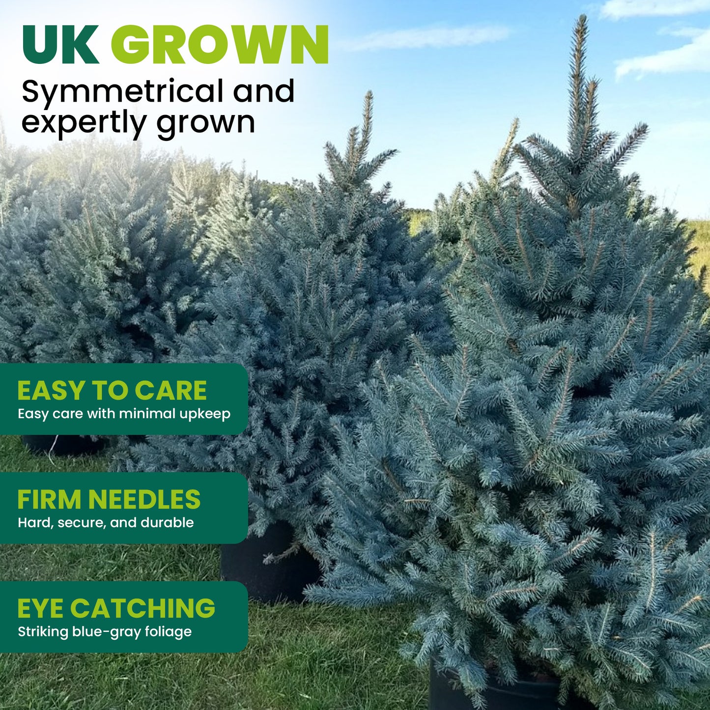 Blue Spruce Pot Grown Christmas Trees