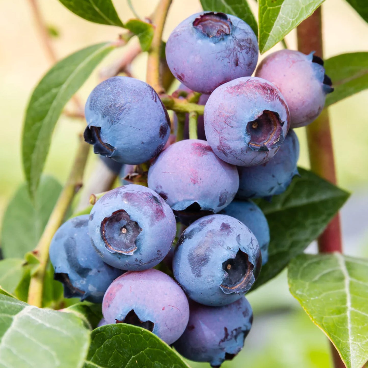 Blueberry Hortblue Petite