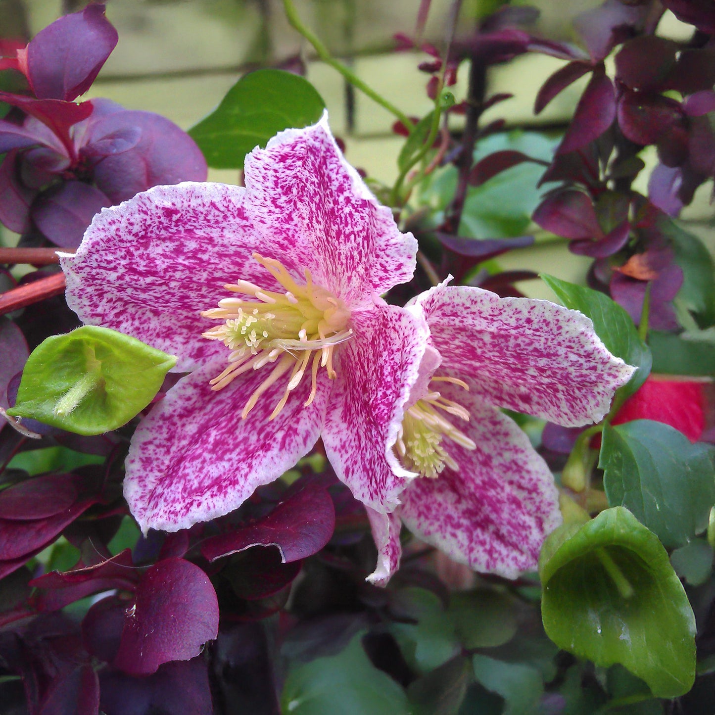 Clematis Freckles