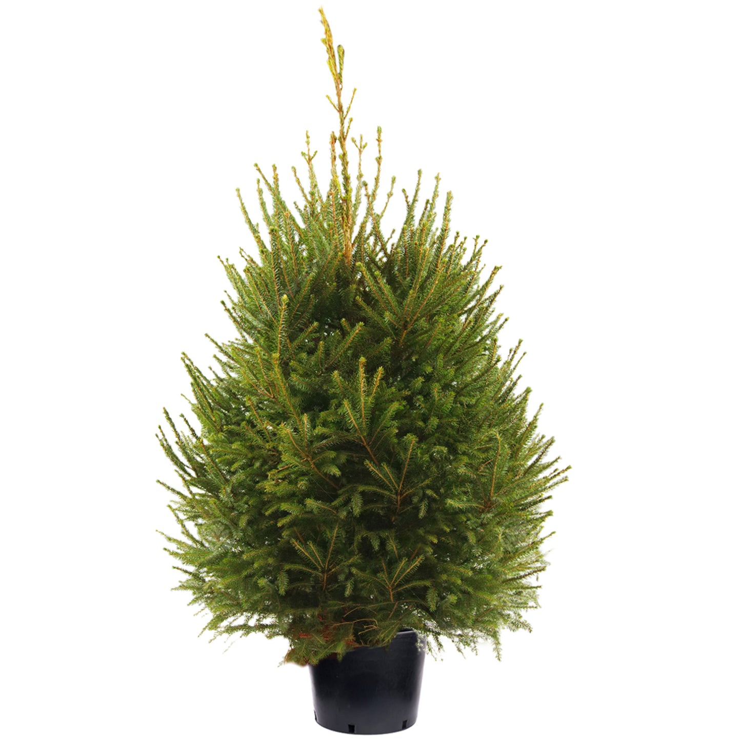 Norway Spruce Pot Grown Christmas Trees