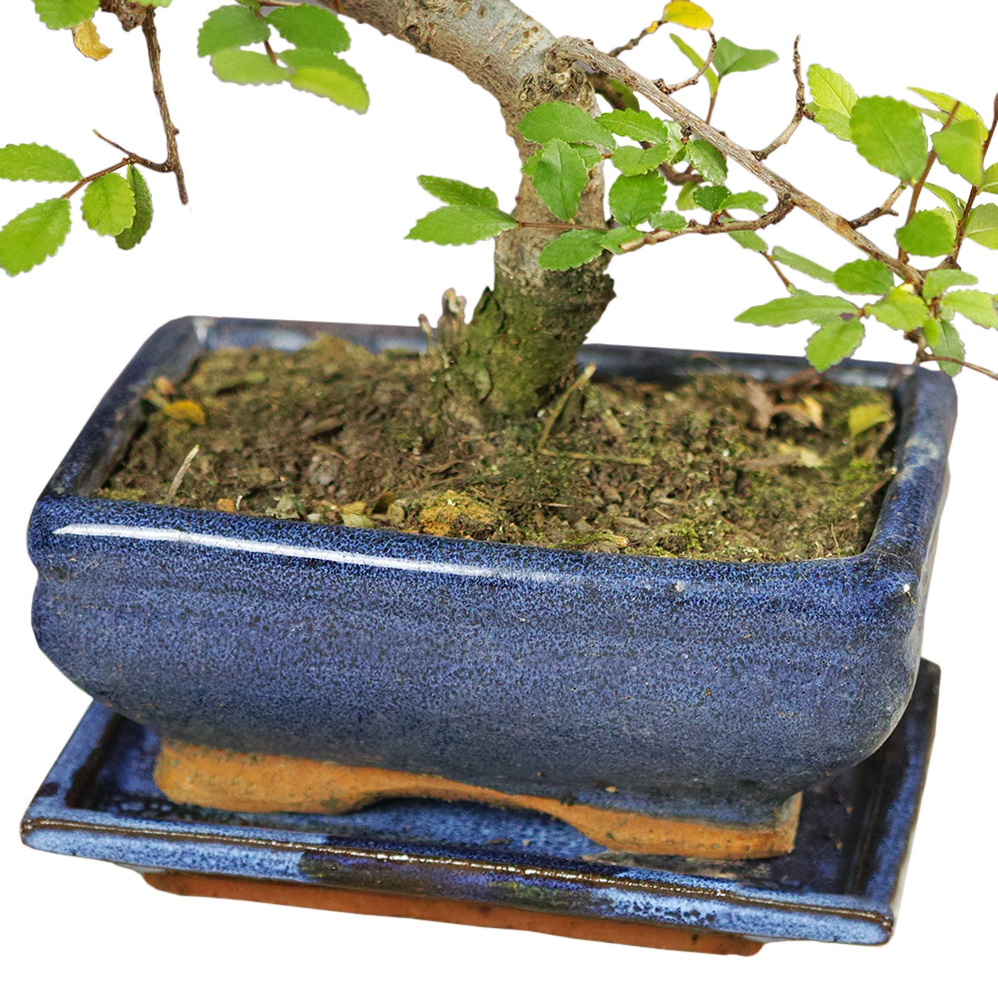 Bonsai Chinese Elm S-Shape (15cm V1)