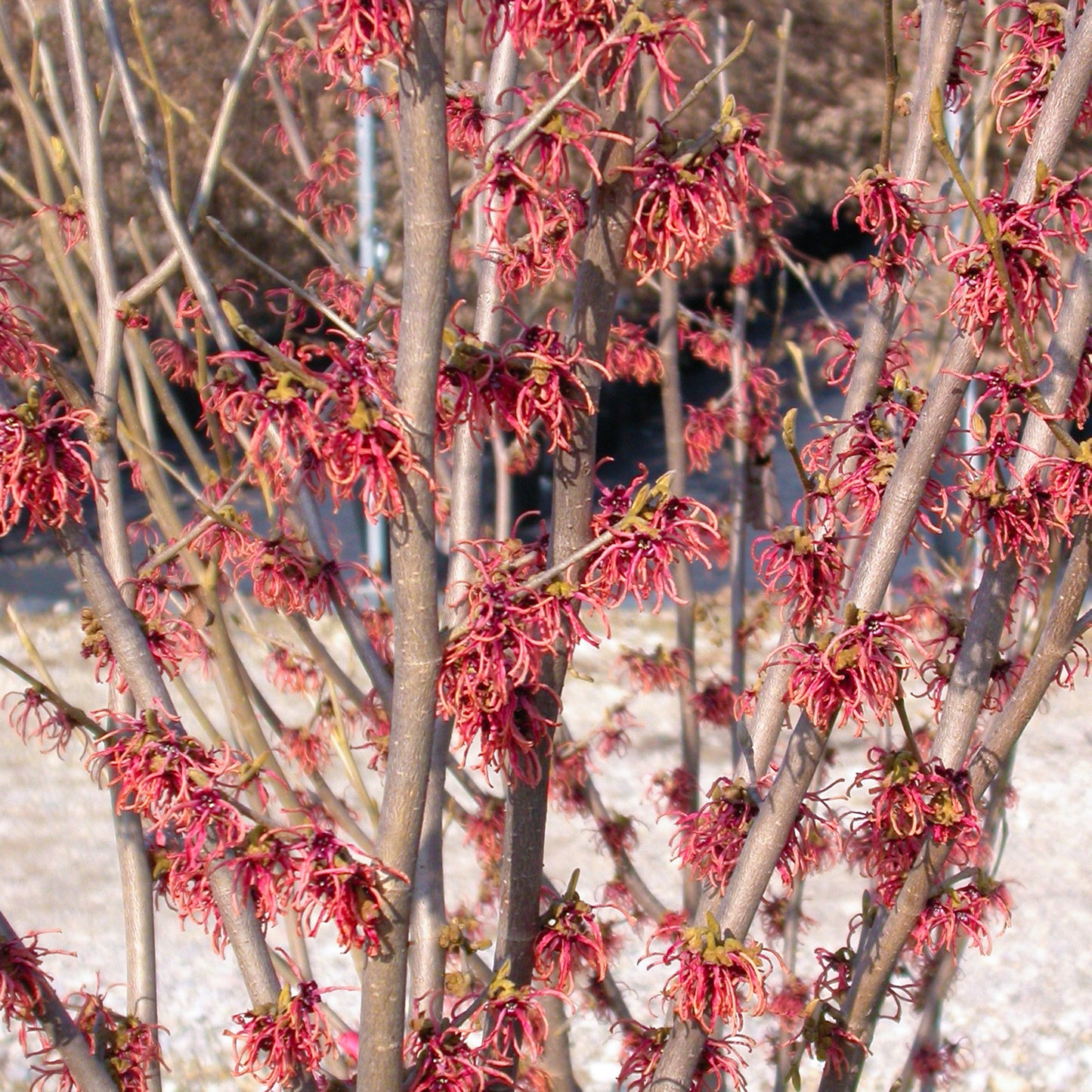 Hamamelis Feuerzauber