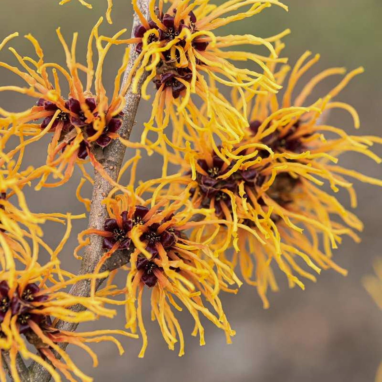 Hamamelis Orange Beauty