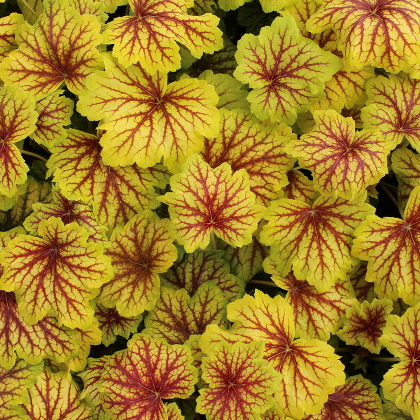 Heuchera Red Lightning