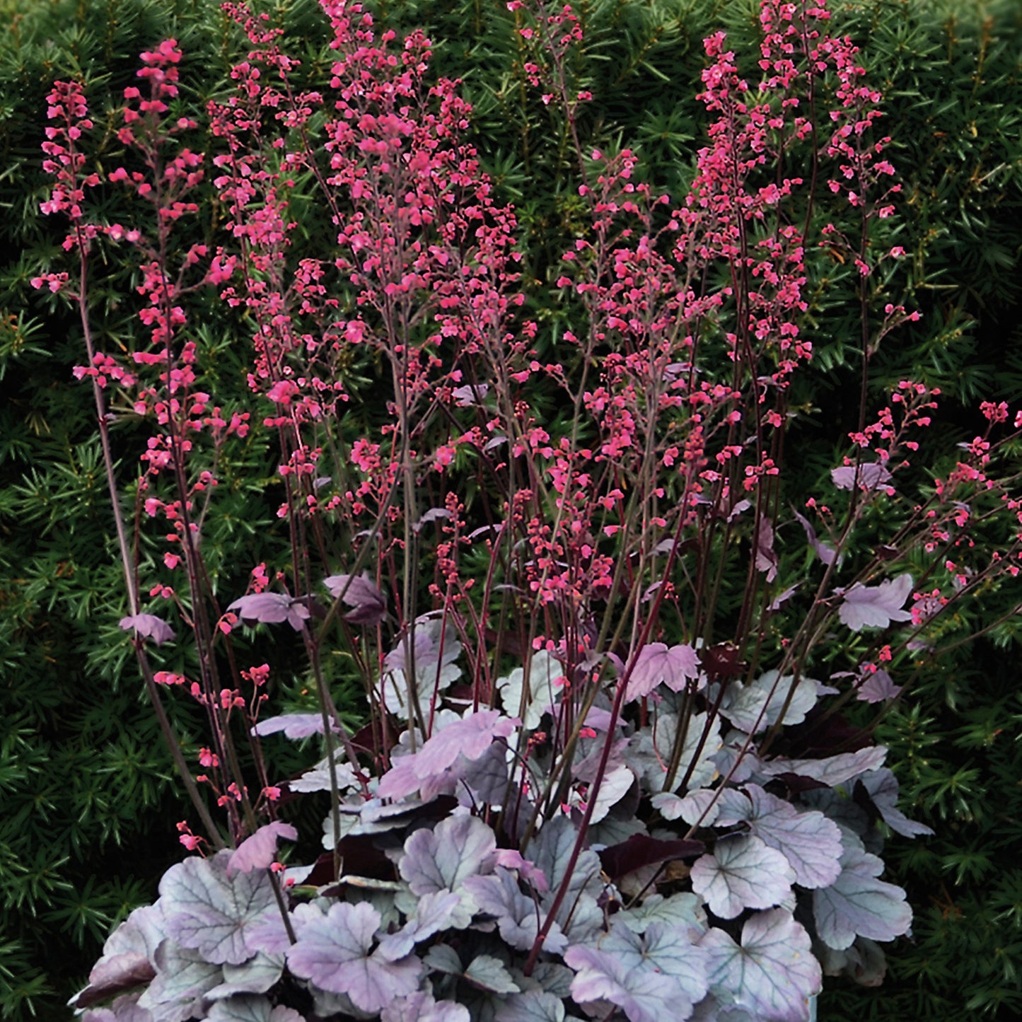 Heuchera Silver Gumdrop