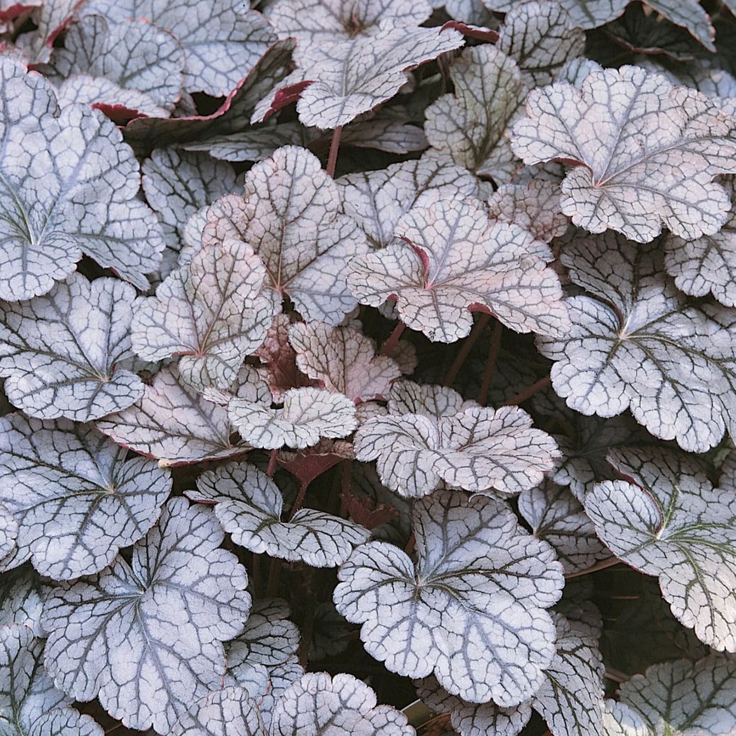 Heuchera Silver Scrolls