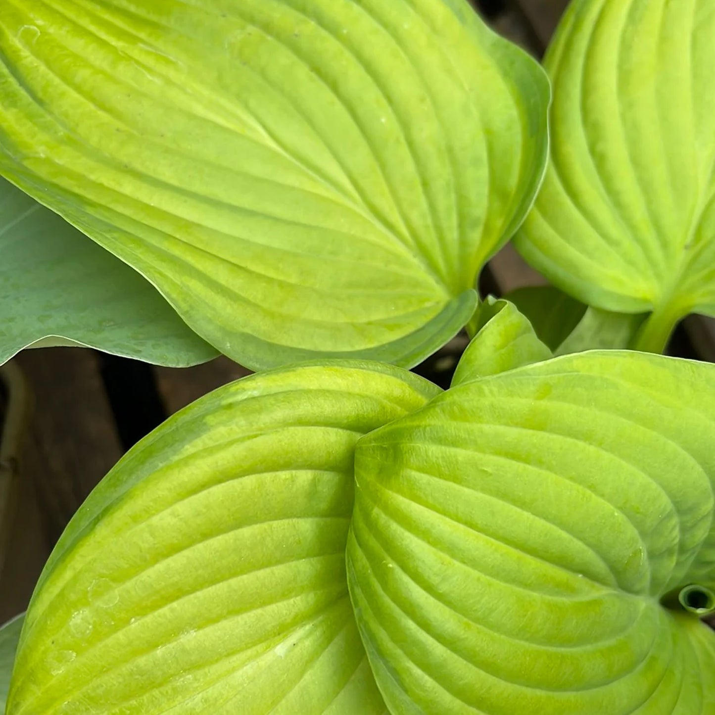 Hosta Guacamole