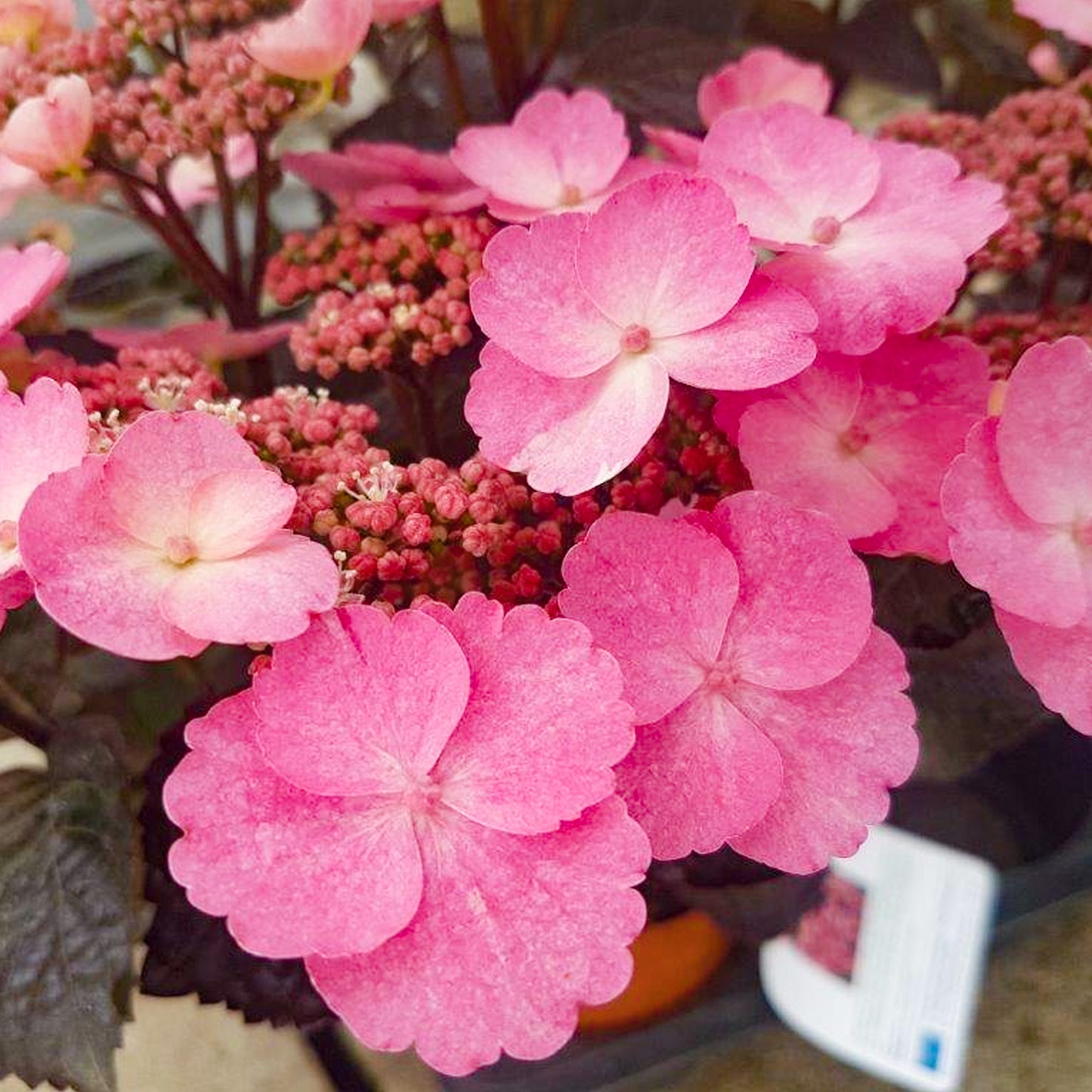 Hydrangea Daredevil