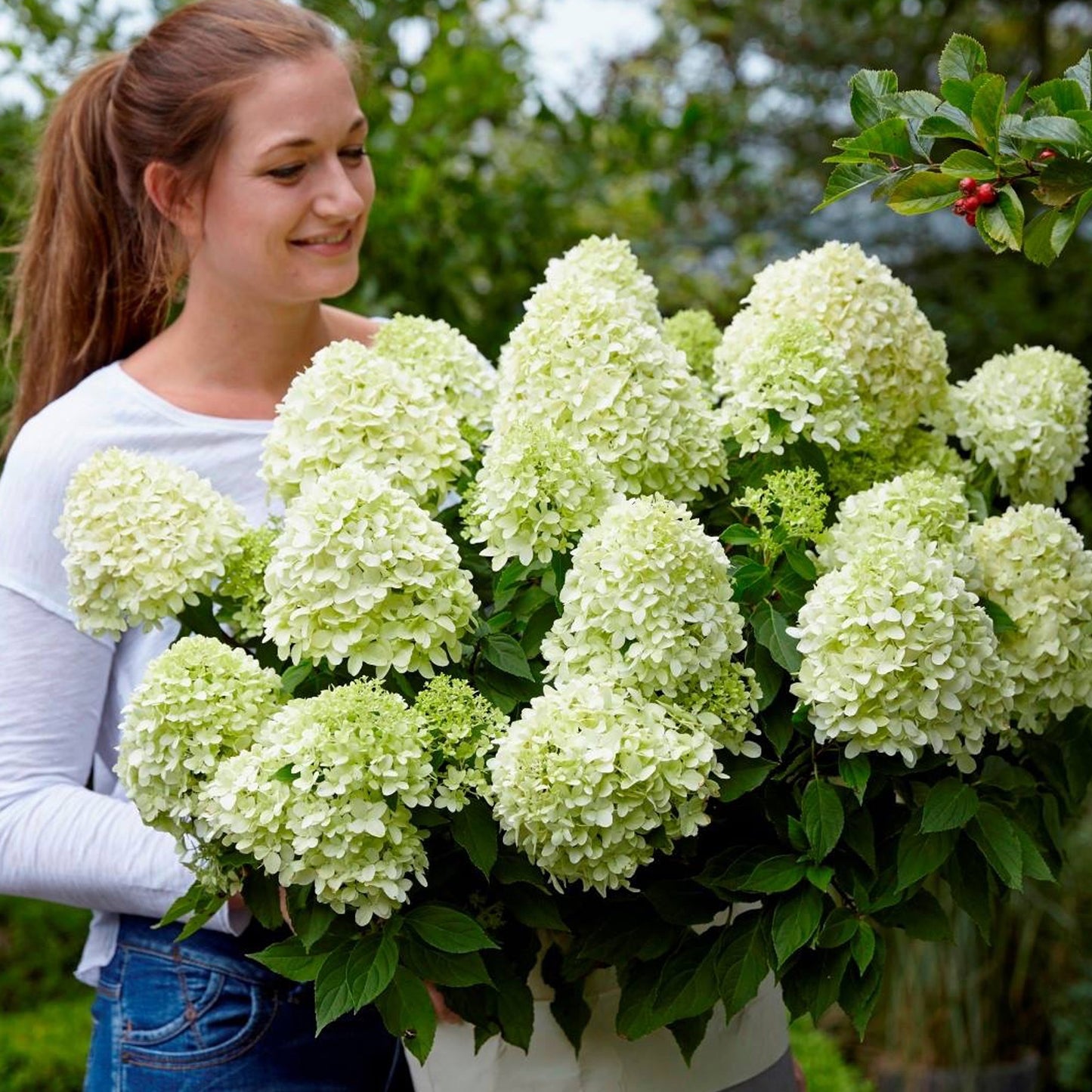 Hydrangea Little Spooky