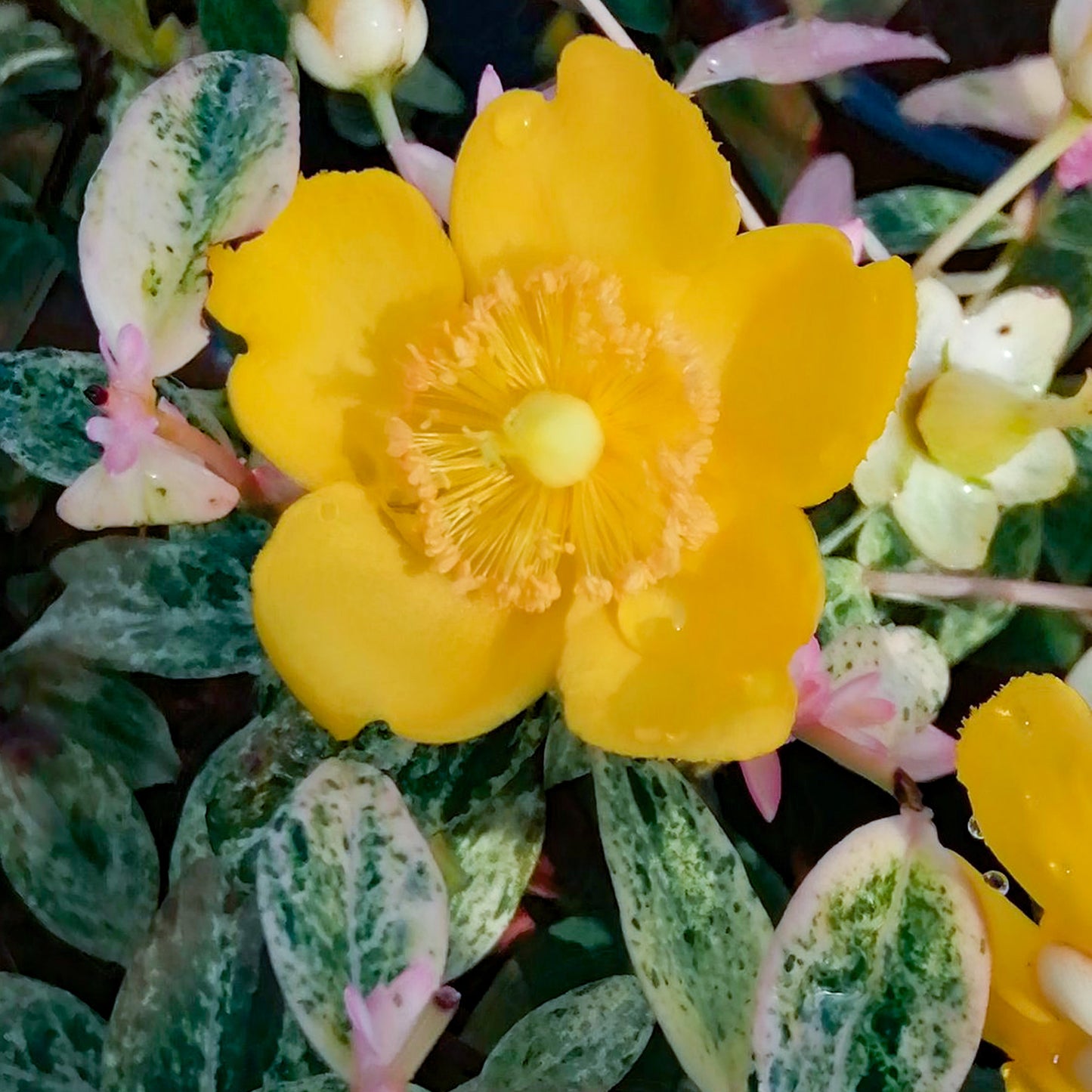 Hypericum Radiance