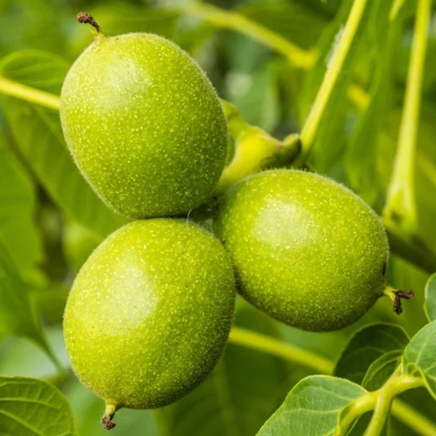 Juglans Regia Tree (7.5L, 4-5ft)