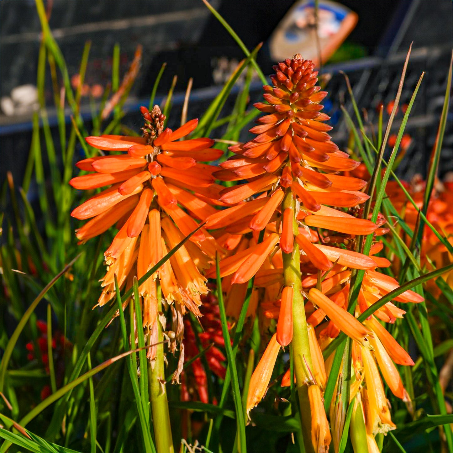 Kniphofia Poco Orange