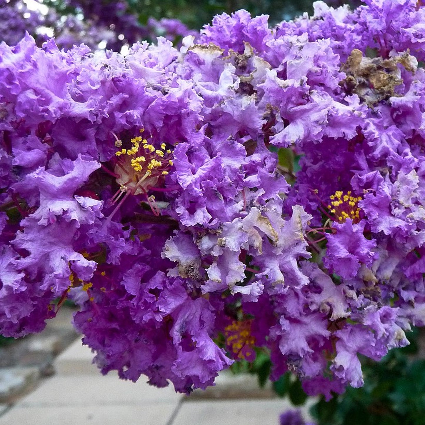 Lagerstroemia Cordon Bleu