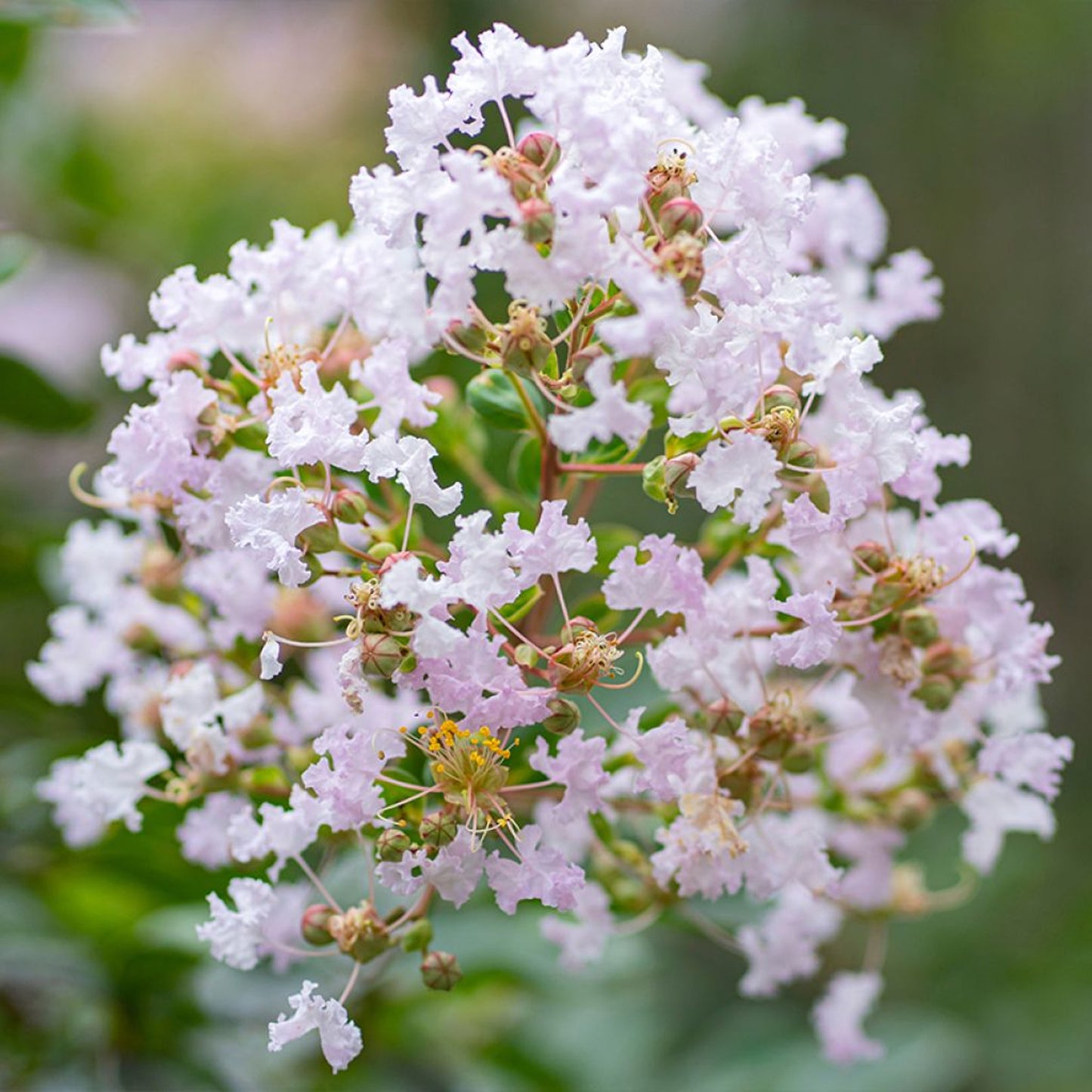 Lagerstroemia Lafayette