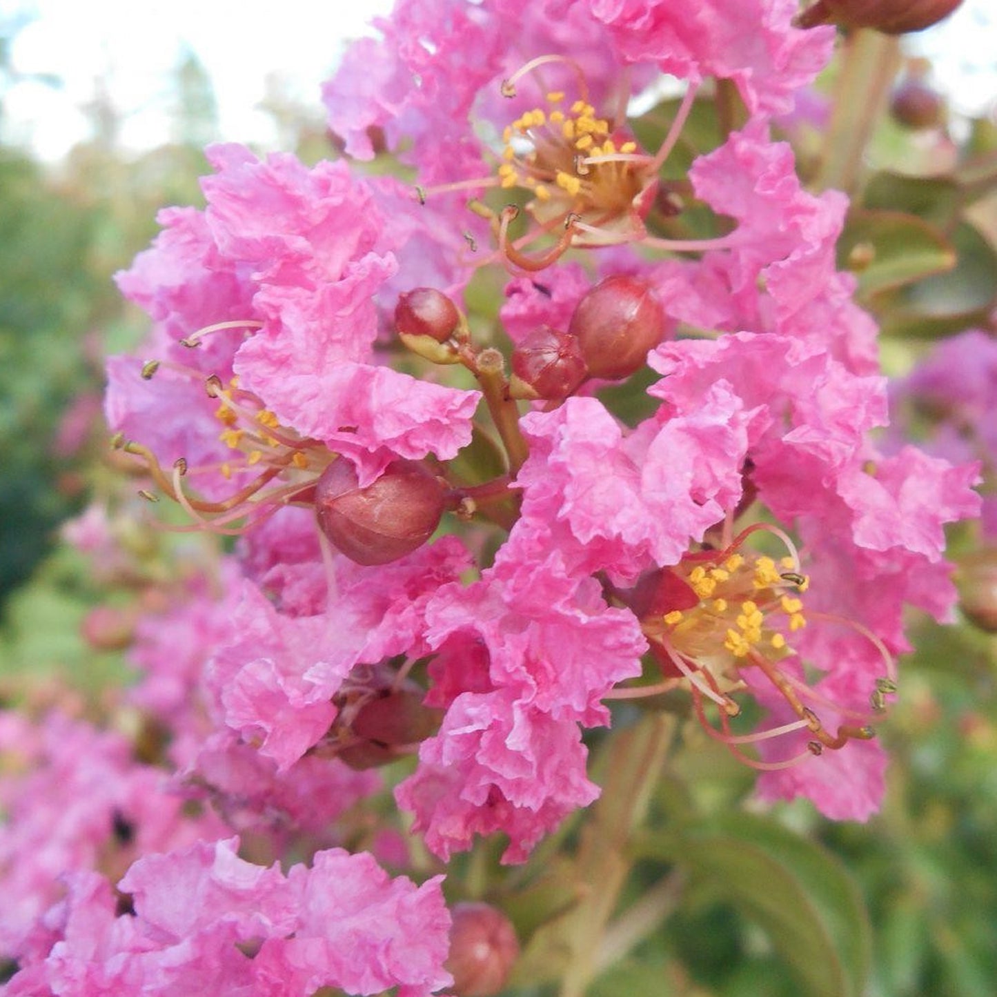 Lagerstroemia Rosea