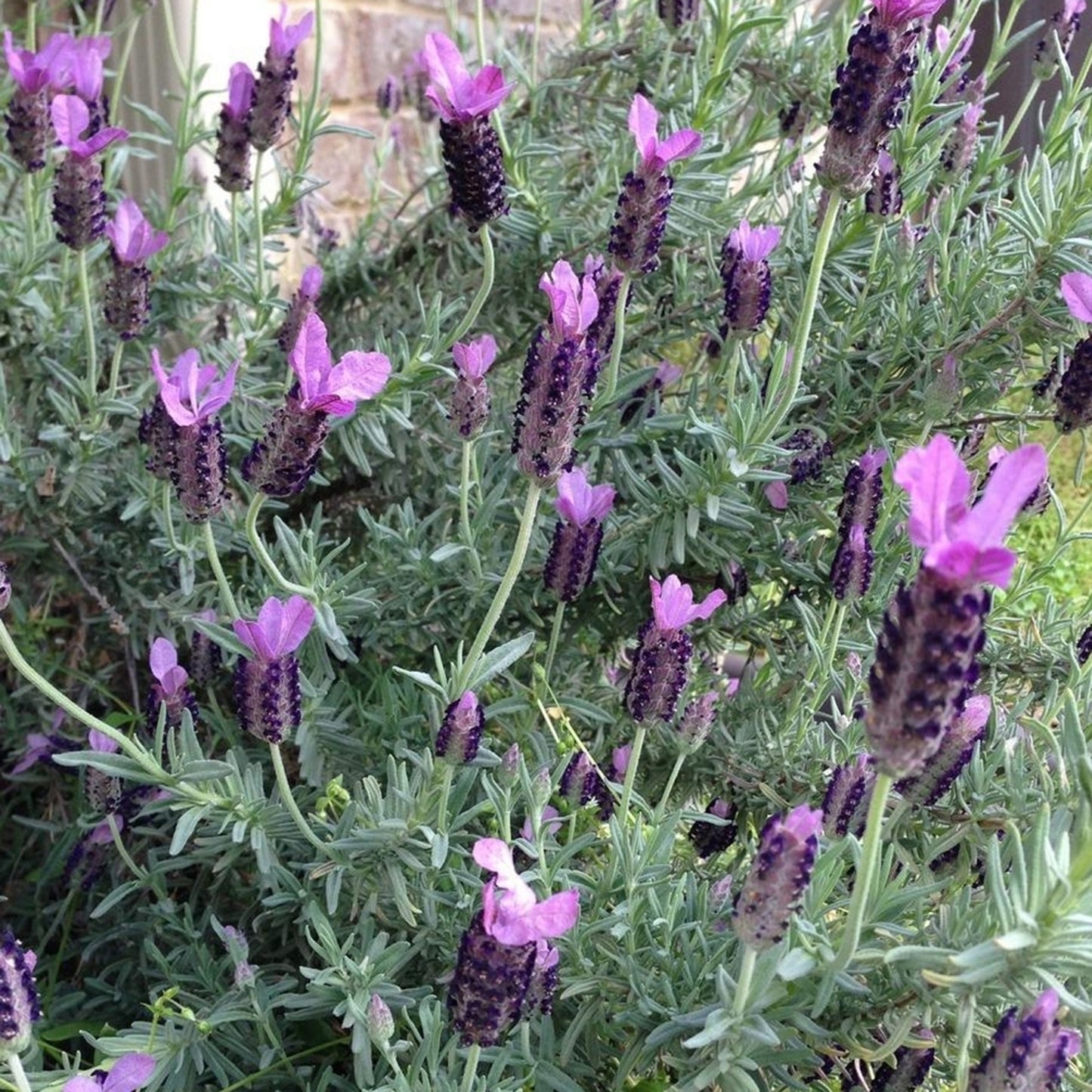 Herbs - French Lavender, Lavandula Stoechas