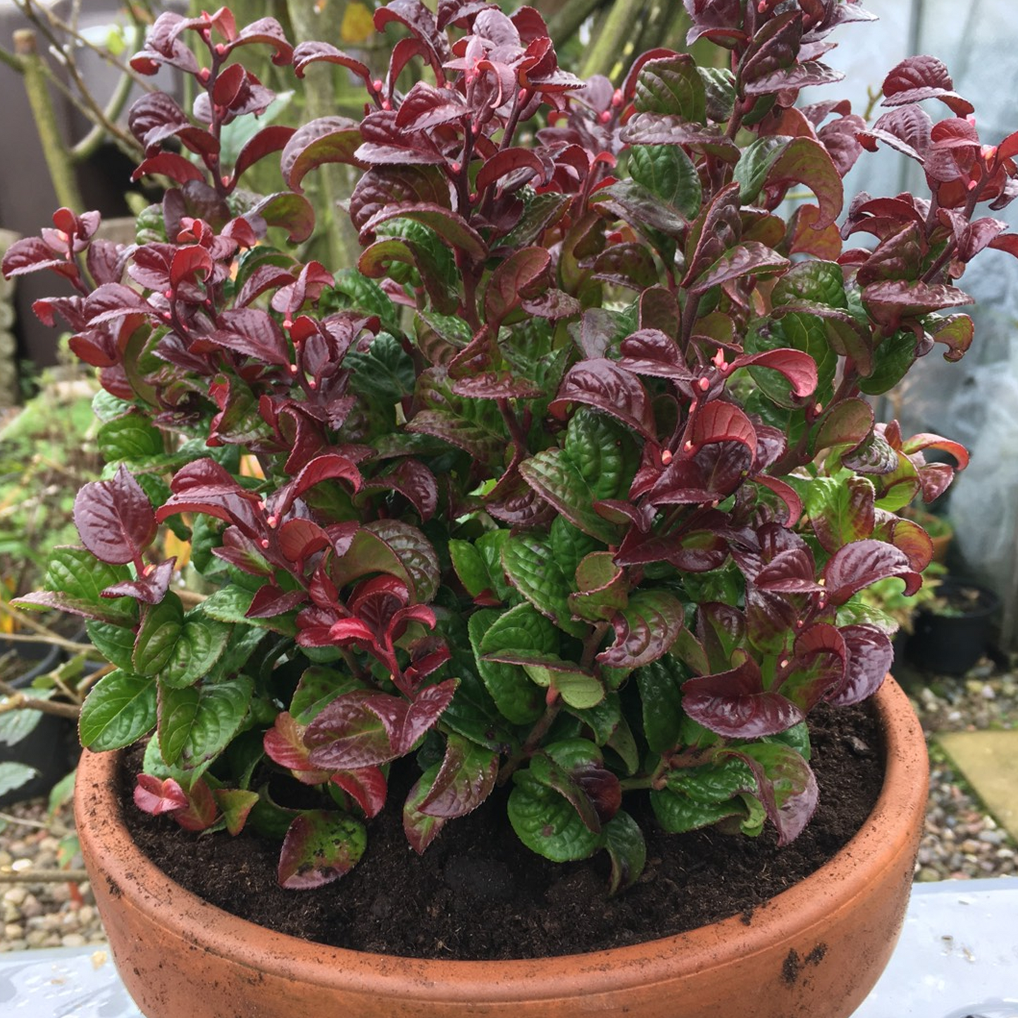 Leucothoe Curly Red