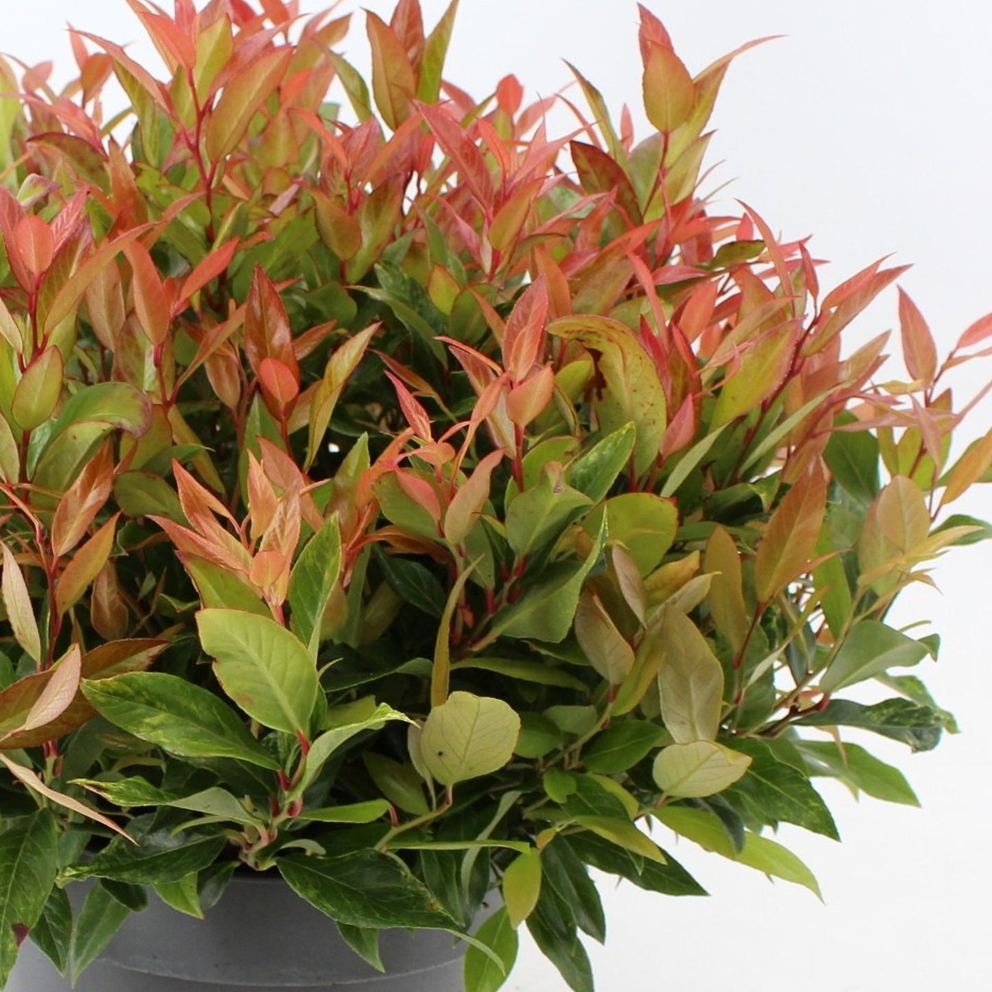 Leucothoe Little Flames