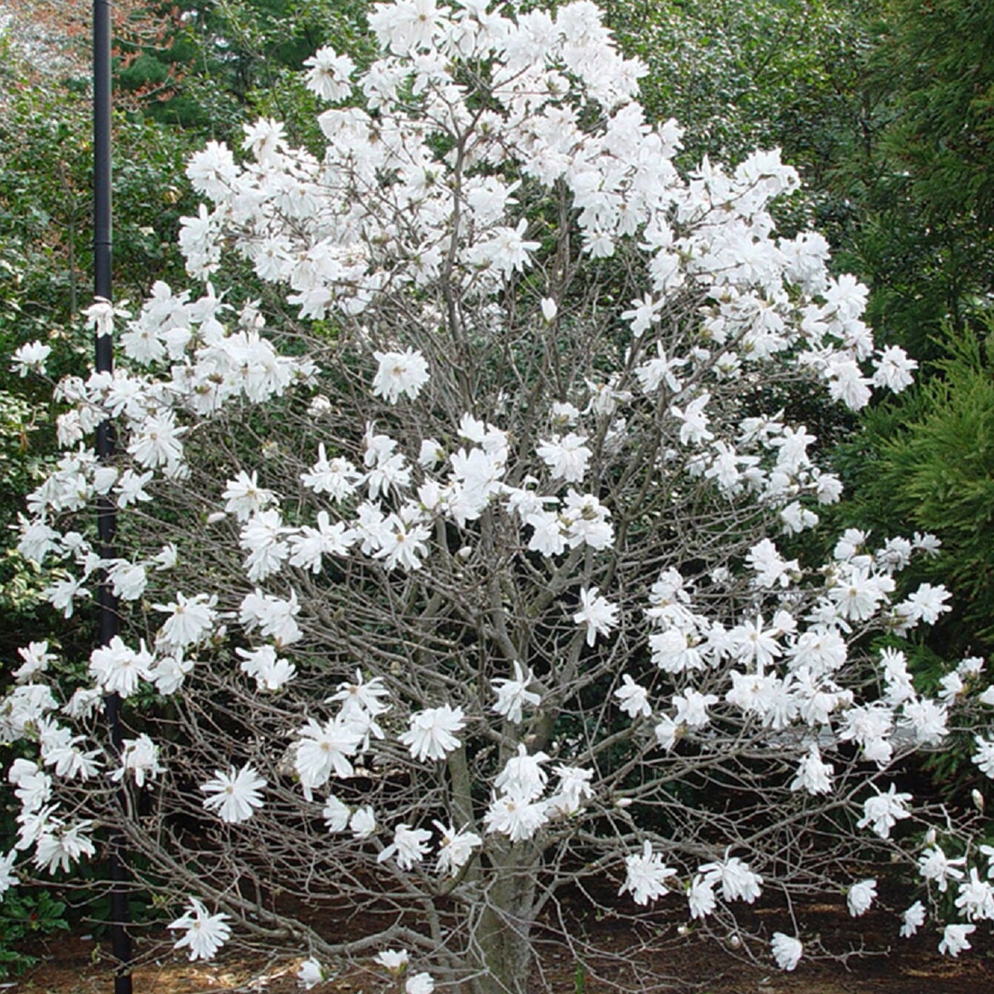 Magnolia Royal Star