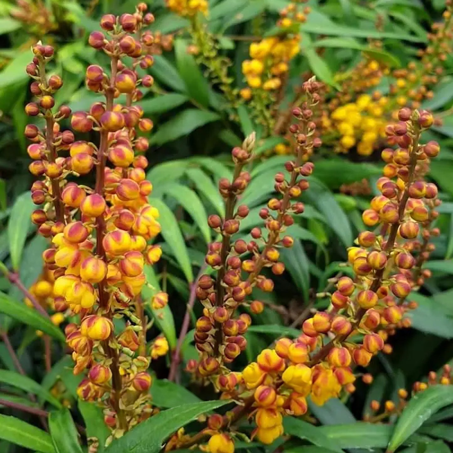 Mahonia Volcano