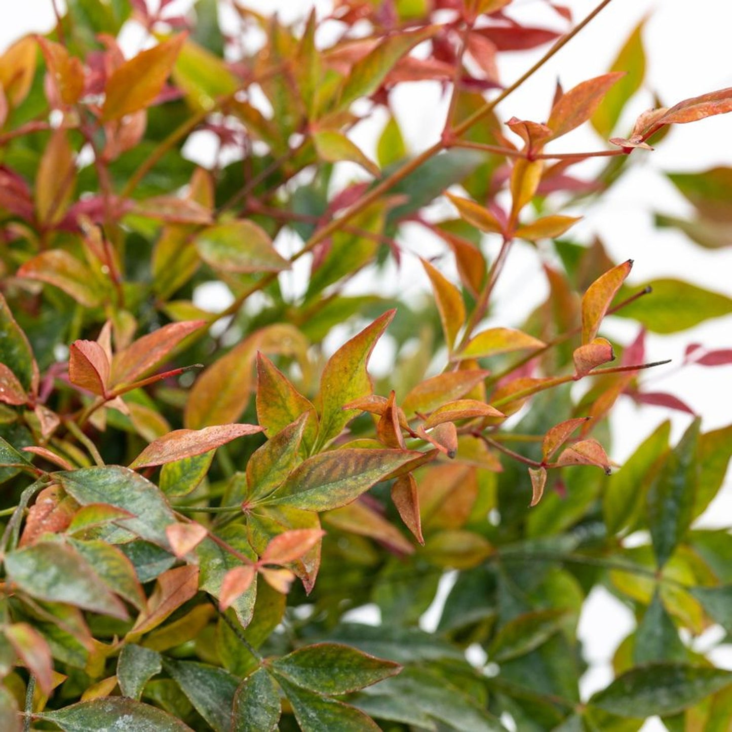 Nandina Red Light