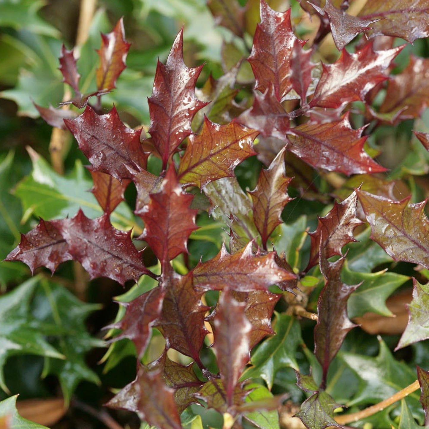 Osmanthus Purpureus