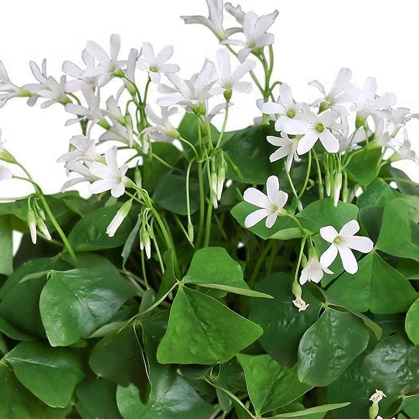 Oxalis Triangularis Green