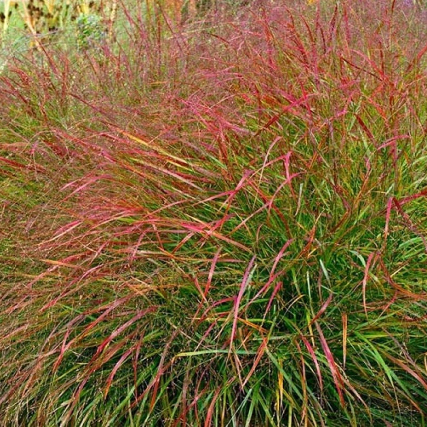 Panicum Shenandoah