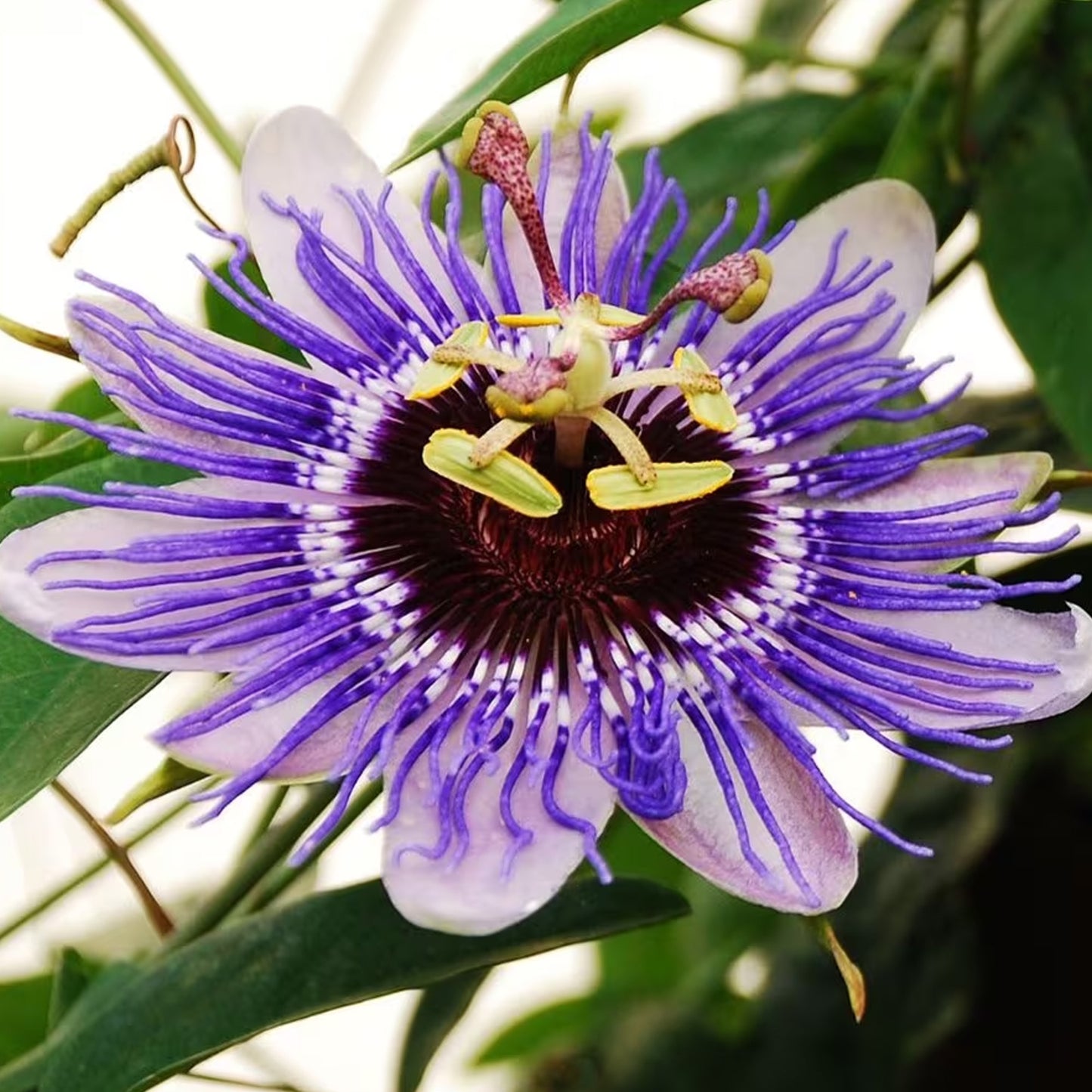 Passiflora Purple Rain