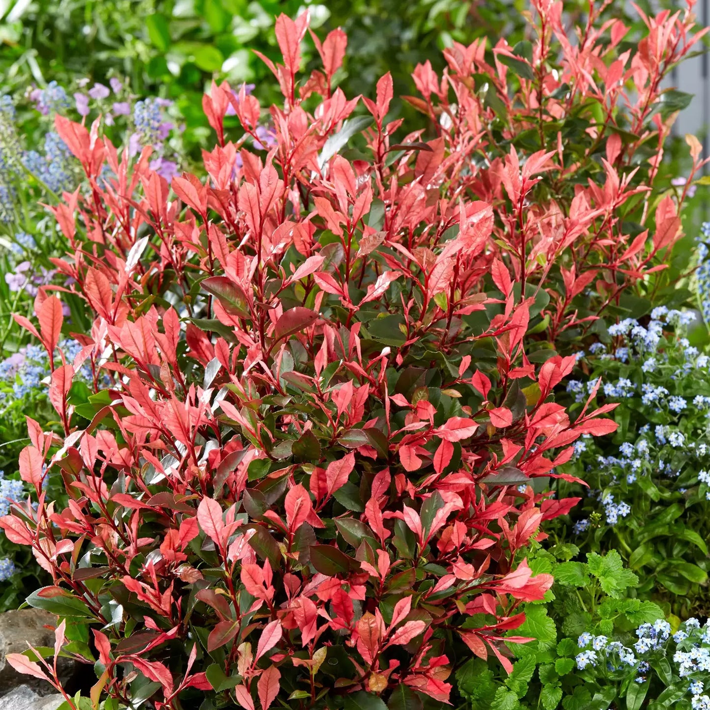 Photinia Little Fenna