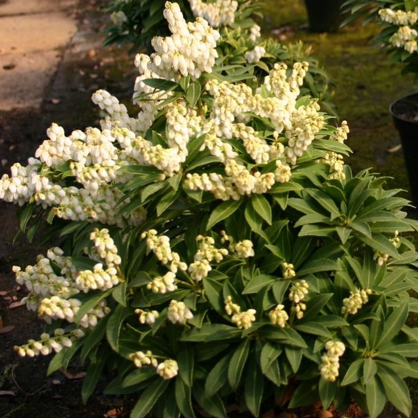 Pieris Sarabande