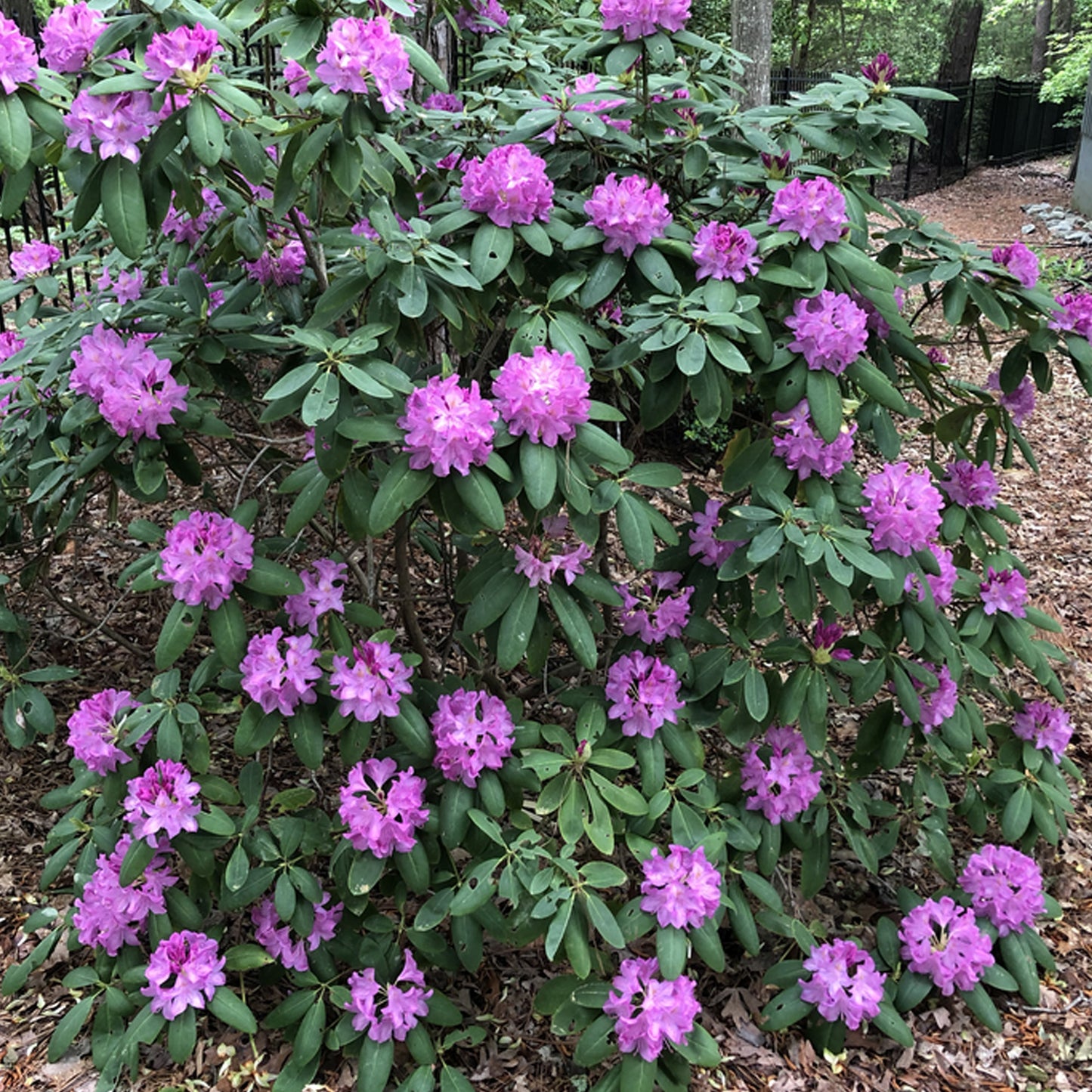 Rhododendron Catawbiense Grandiflorum