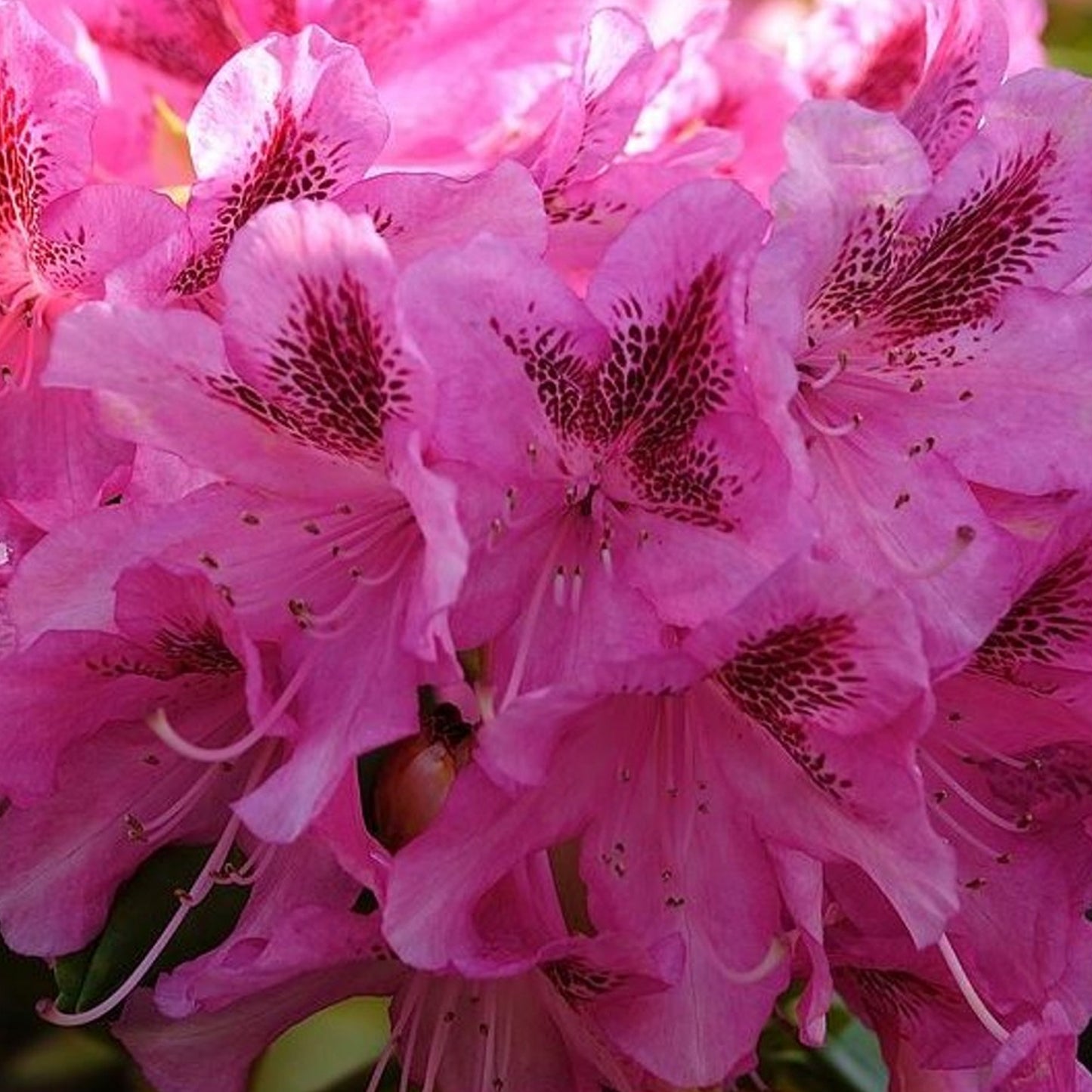 Rhododendron Cosmopolitan