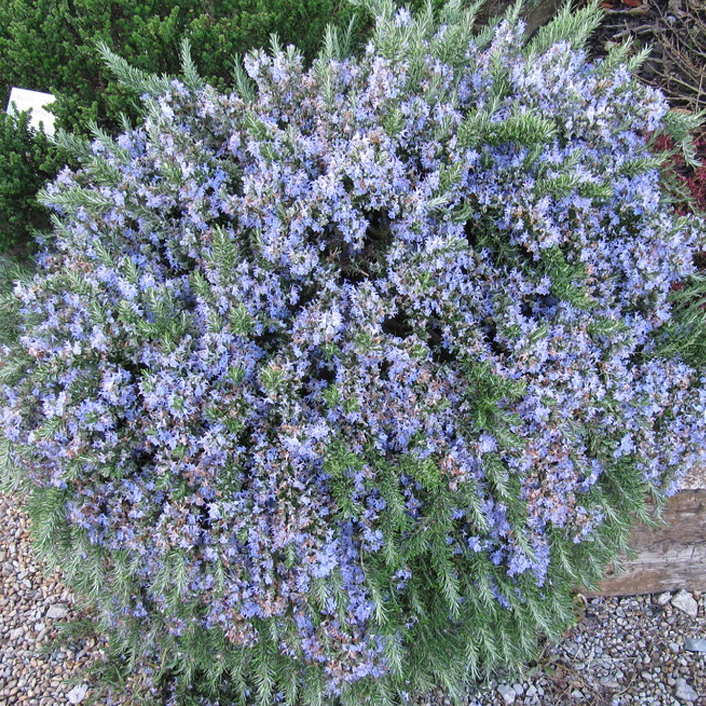 Herbs - Rosemary Prostratus (Standard)